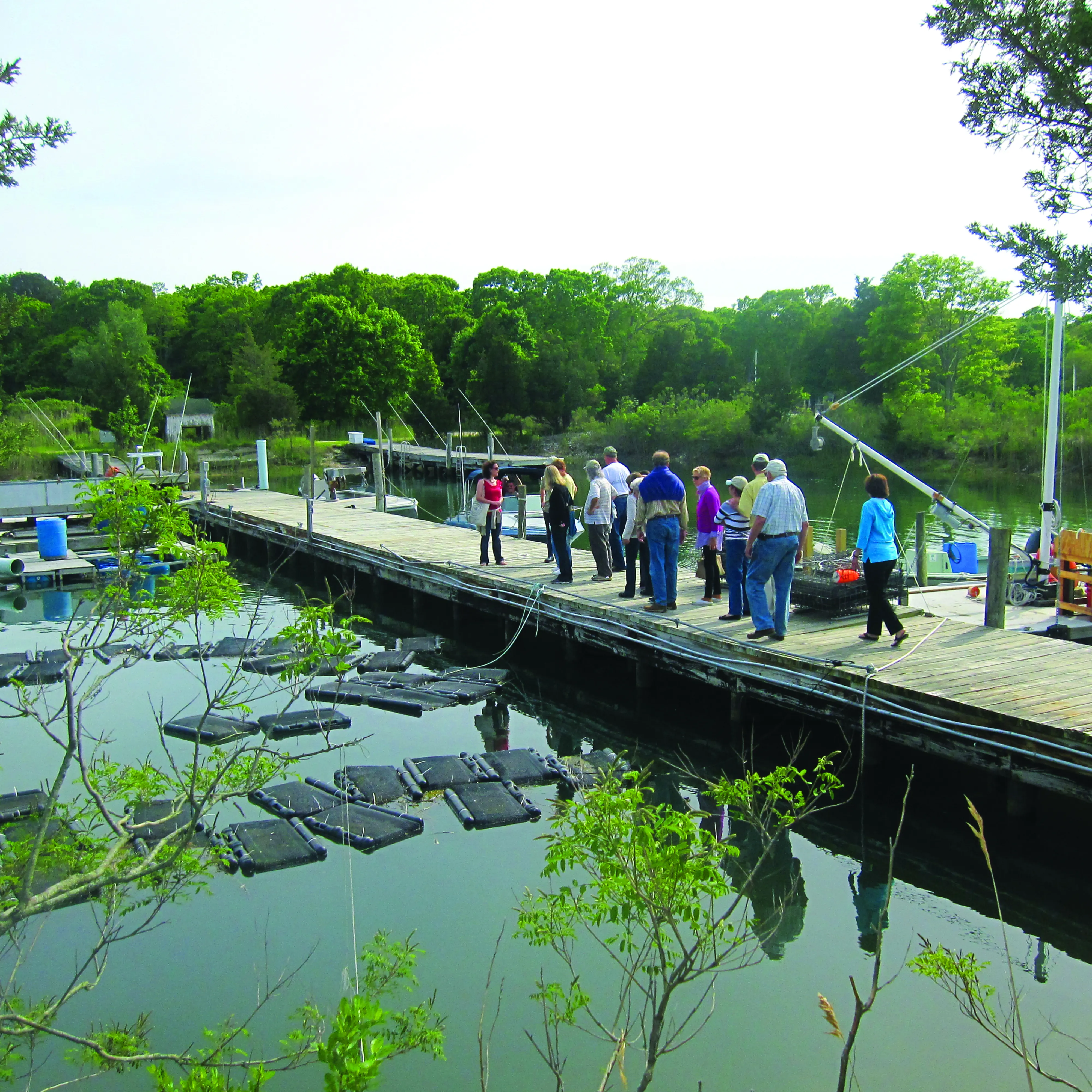 People walking on a dock that is above water that has a variety of things in it, that look like they are helping the water. Also has some boats surrounding it.
