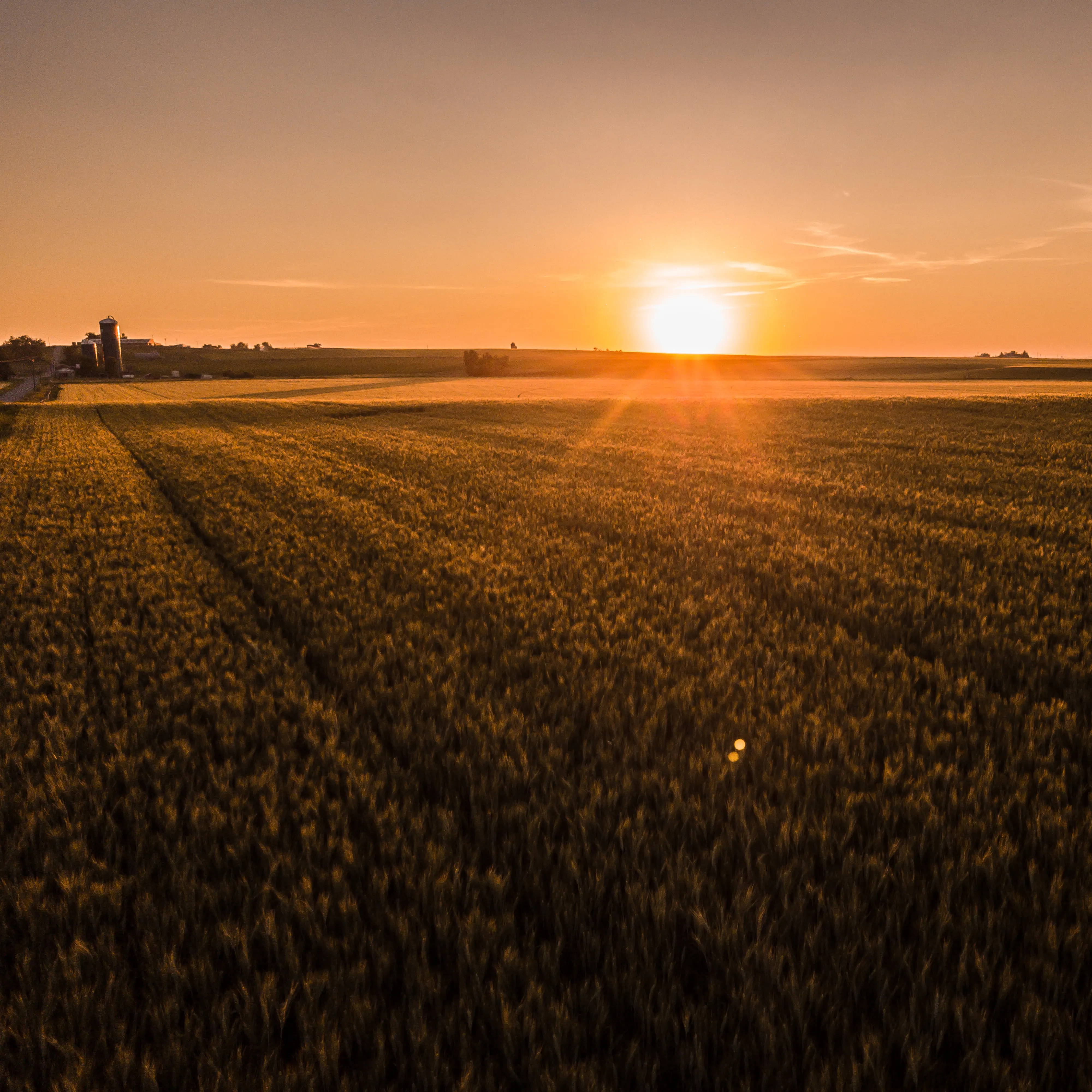 Sunset over a field
