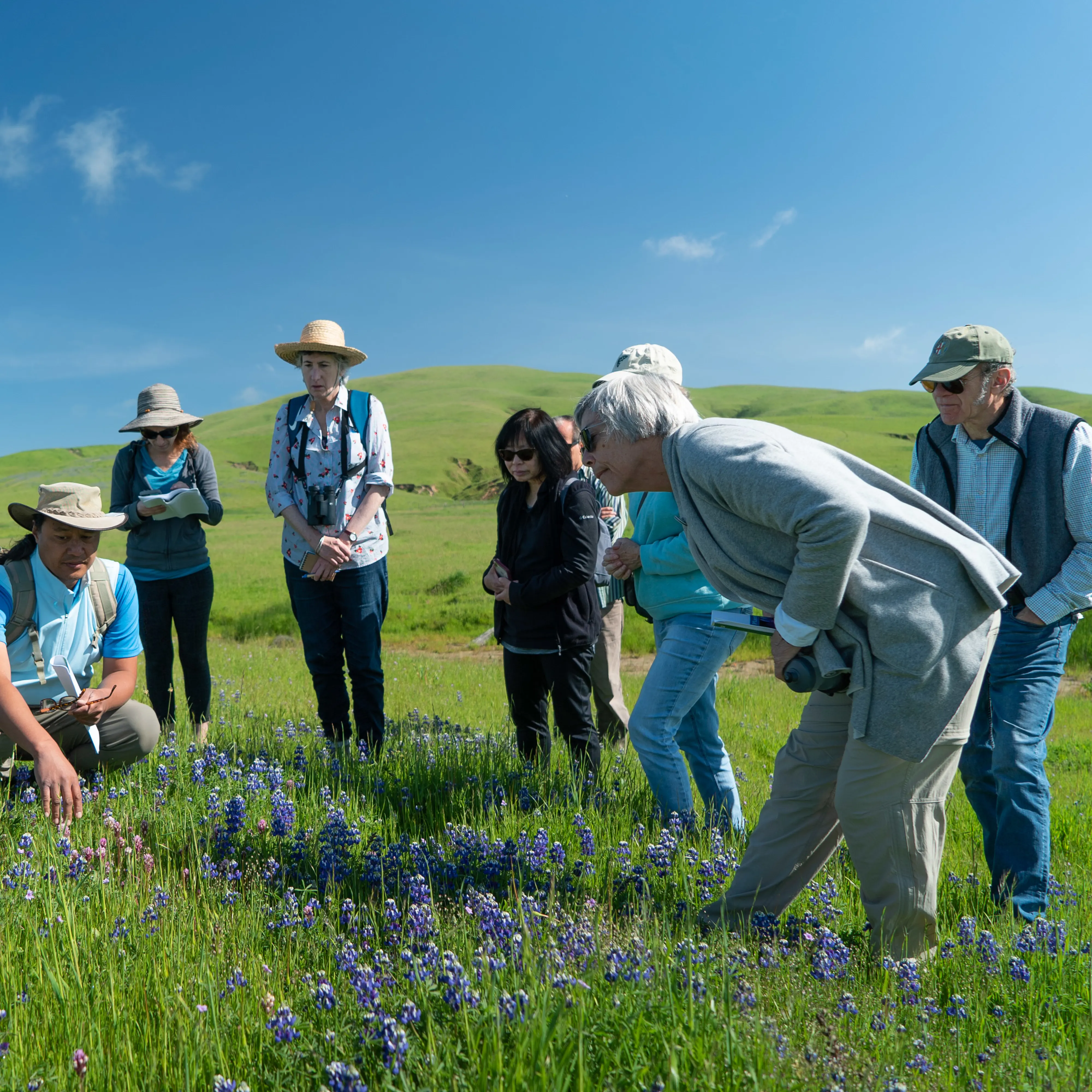 A group of people standing in a field, one person is kneeling pointing at a specific flower that others are looking at.