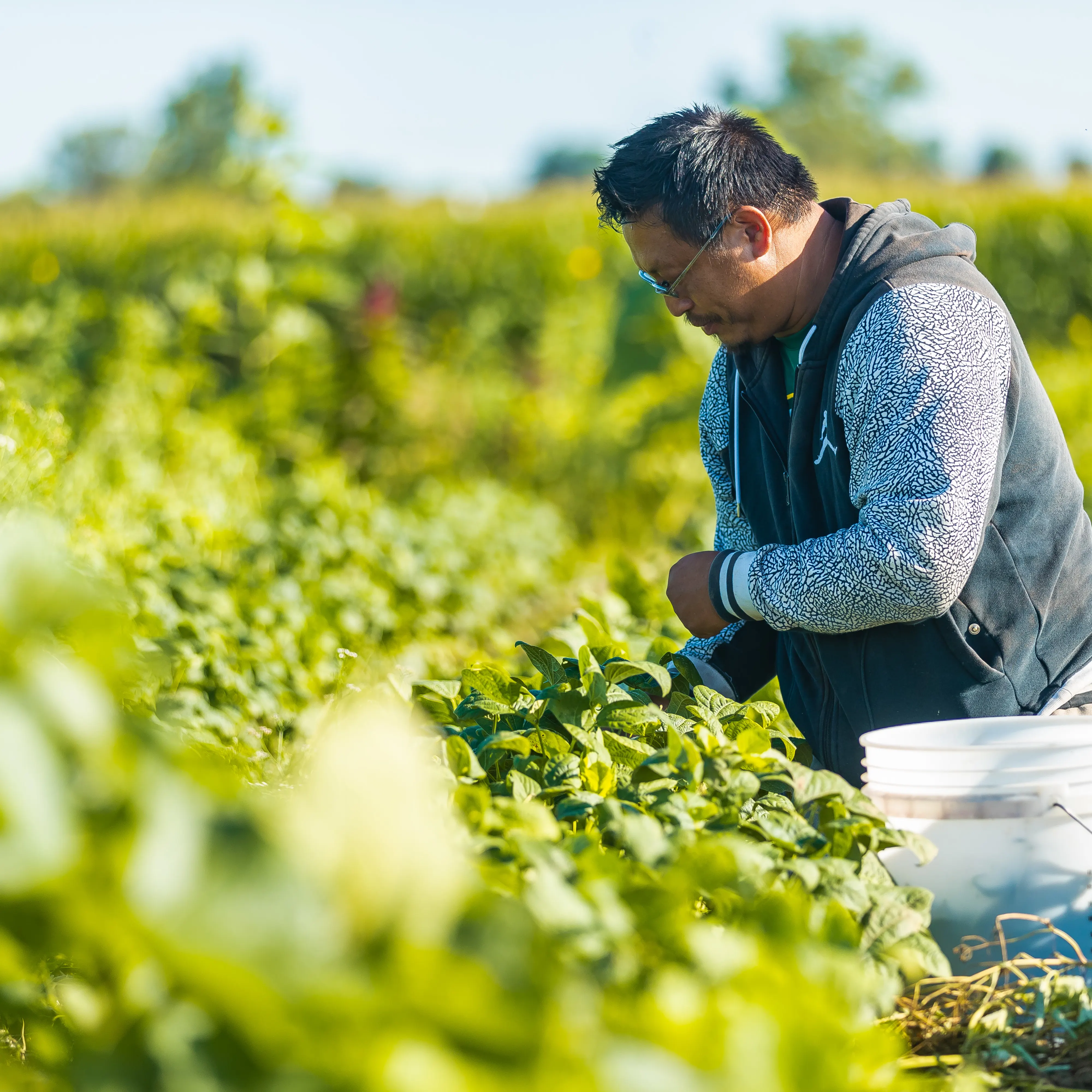 Photo of a man in a farm picking vegetables with a white bucket next to him.