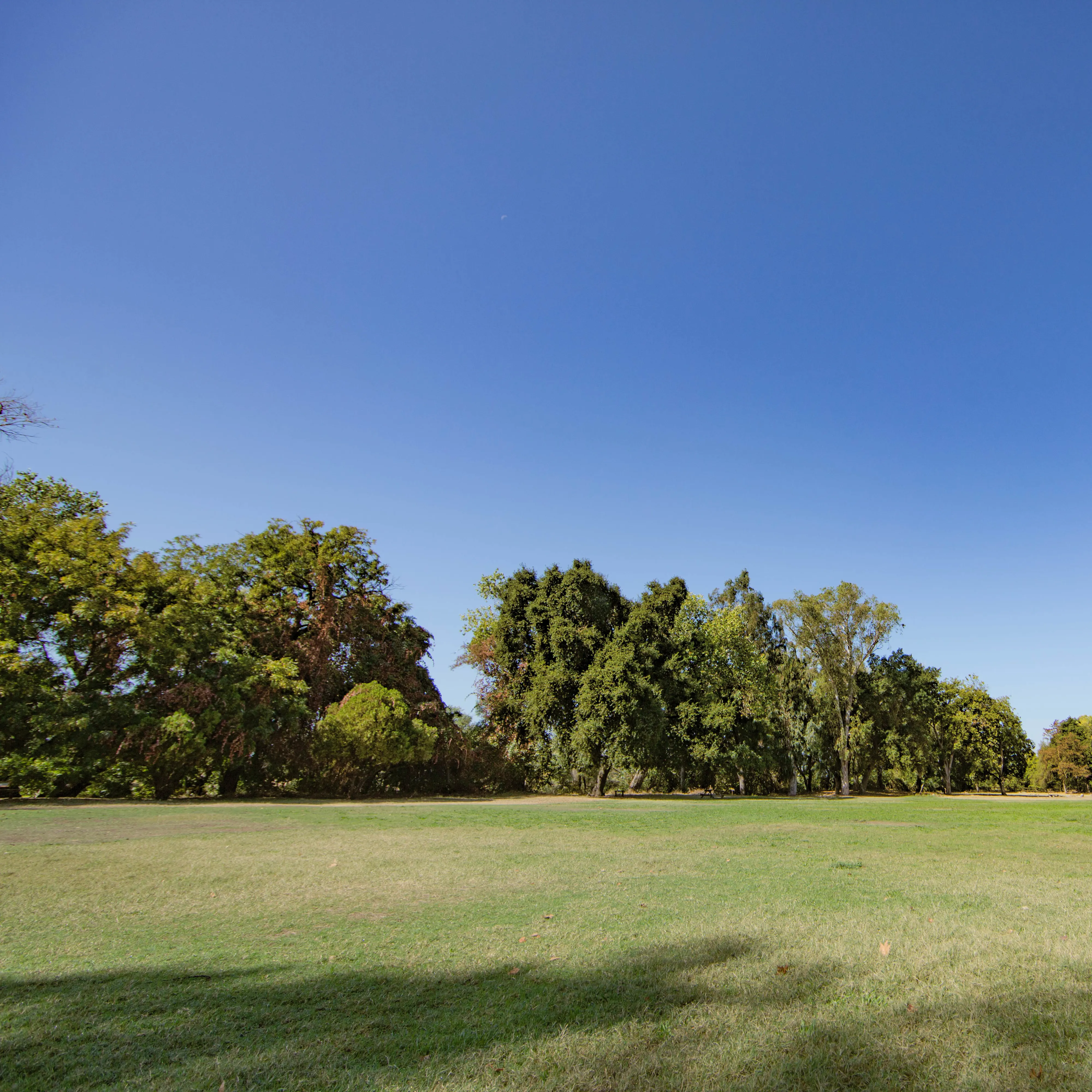 Trees in a field