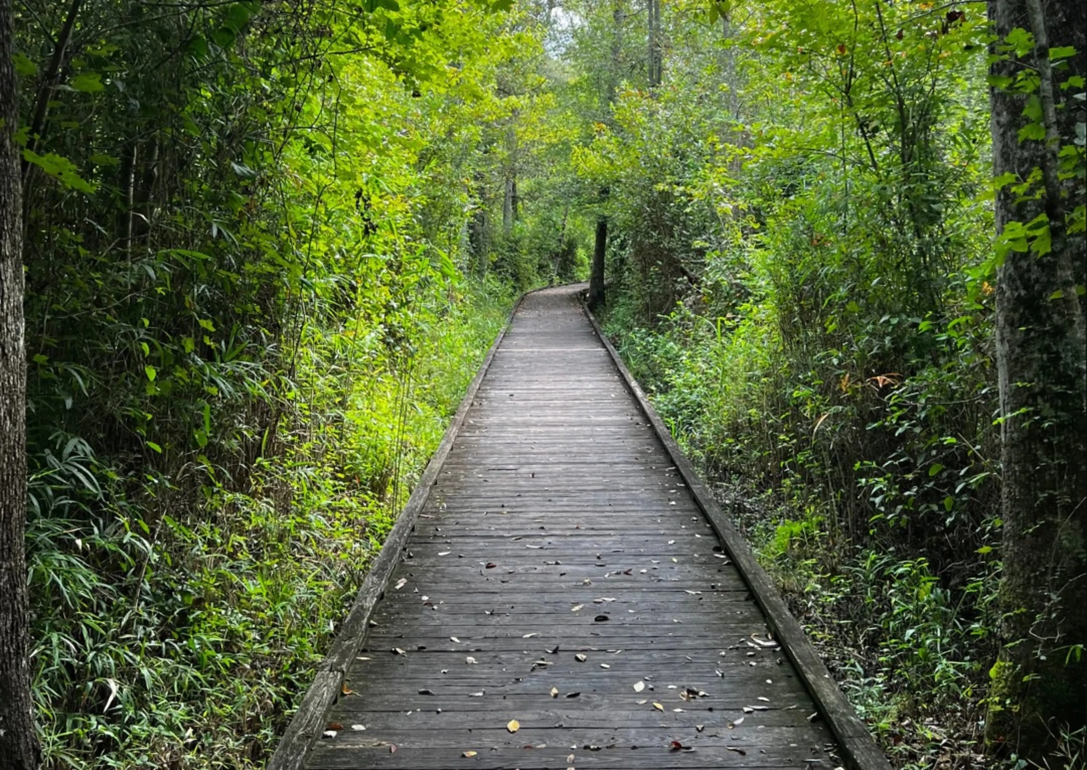 A wood plank trail extends into a forest, surrounded on both sides by green trees and plant life.