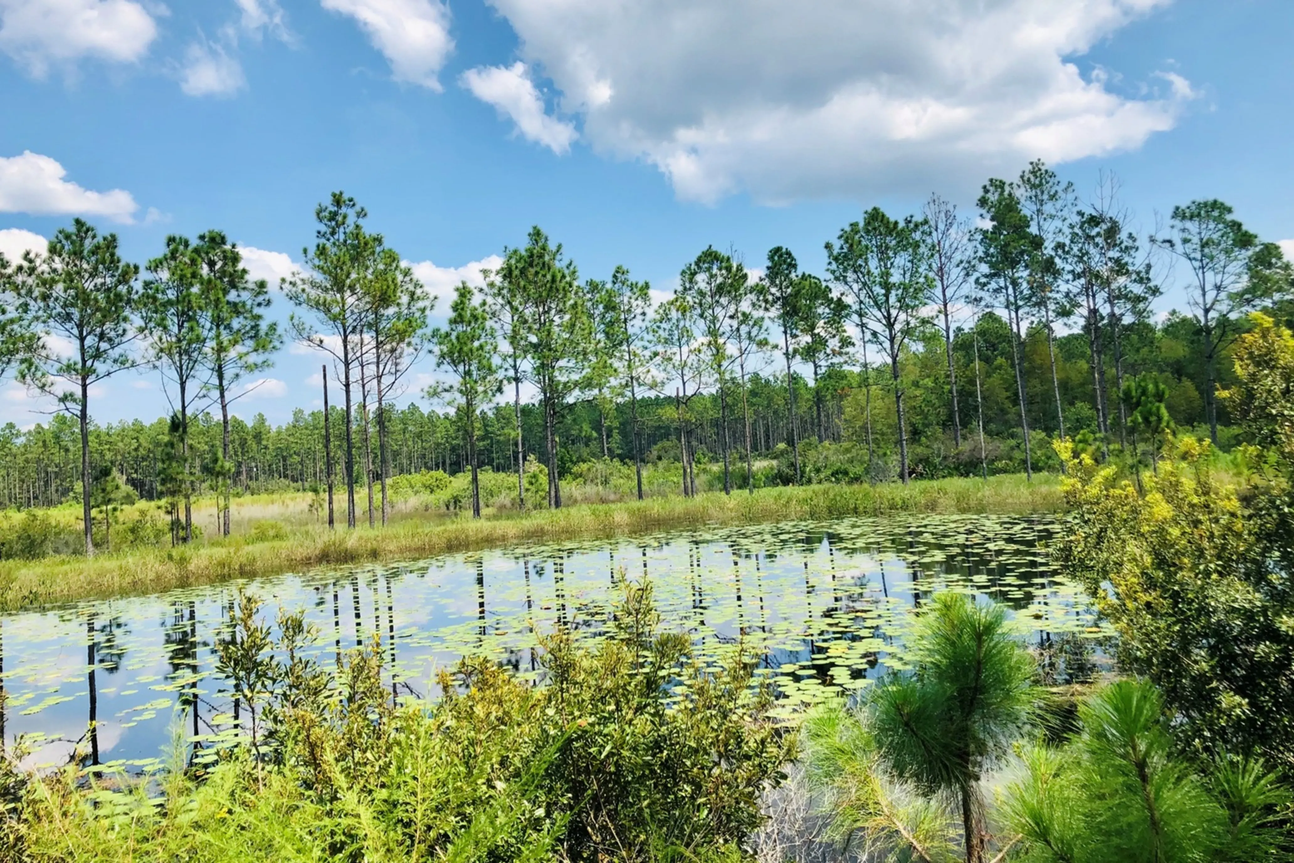 A serene pond with lily pads, surrounded by tall trees under a bright blue sky with scattered clouds.