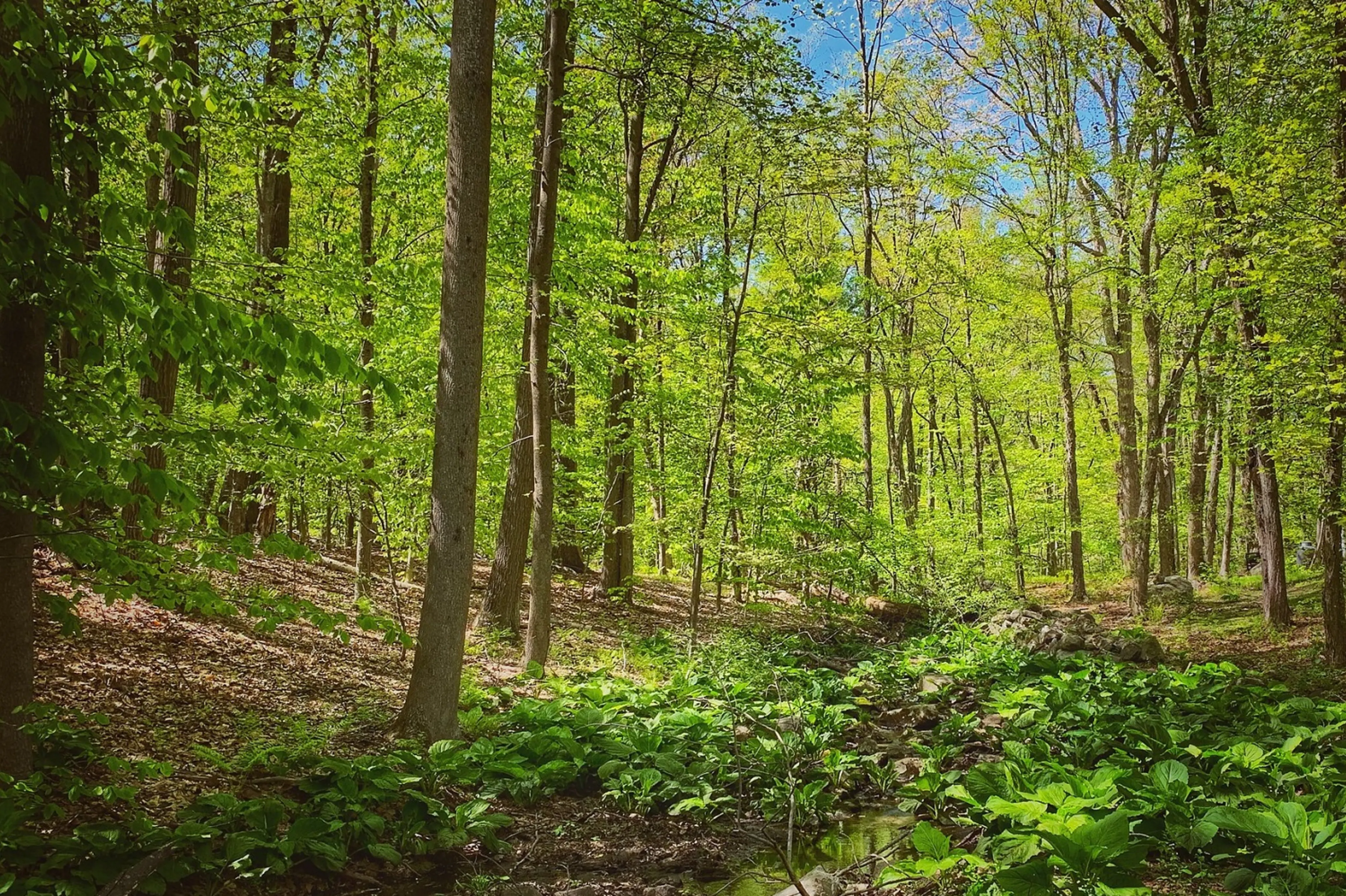 A lush forest with tall trees and bright green foliage on a sunny day.