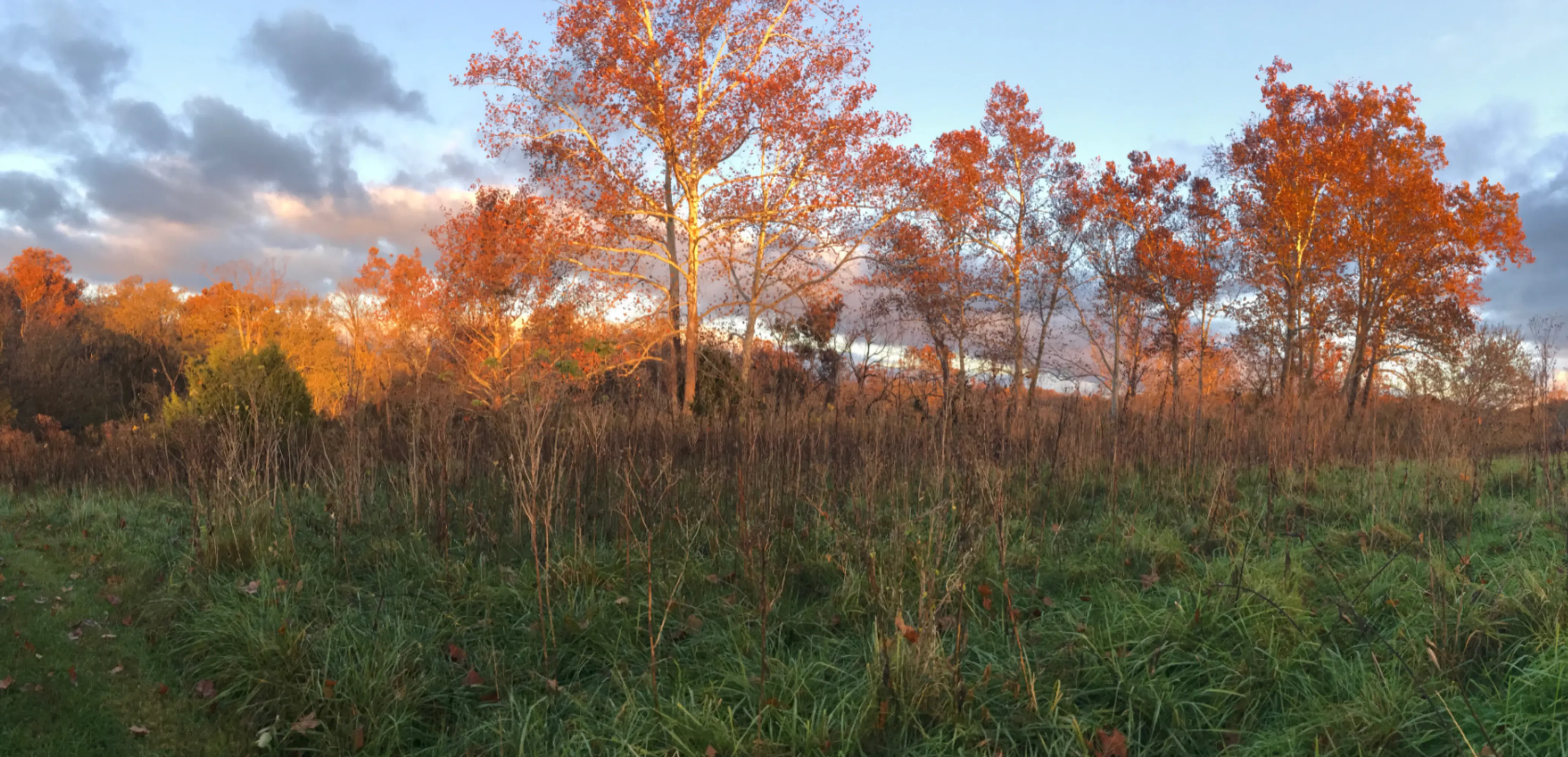 Trees with orange leaves standing in a field of green grass