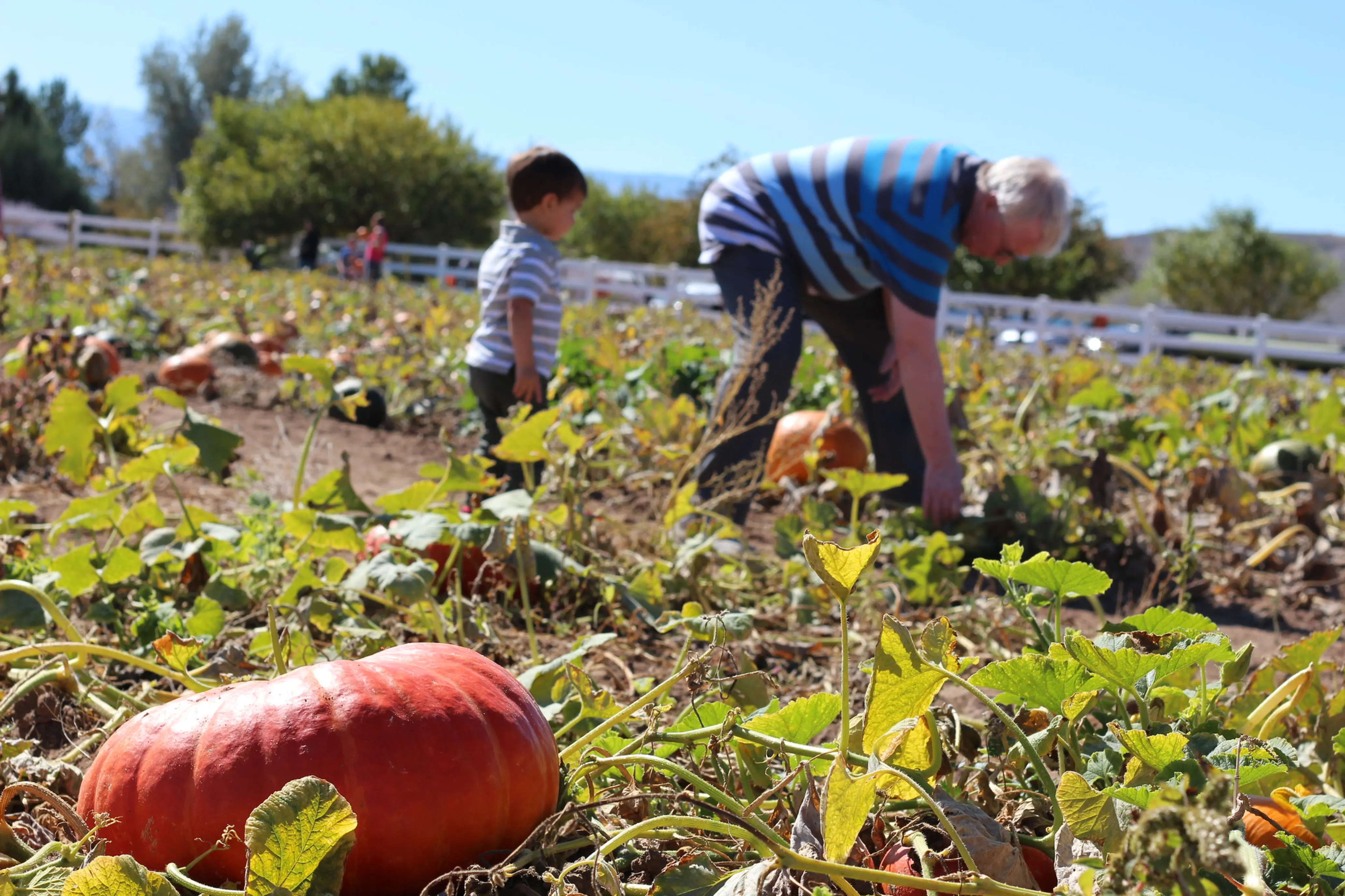 The sun shines on a boy and his grandpa picking pumpkins in a pumpkin patch, with a bright orange pumpkin in the foreground.