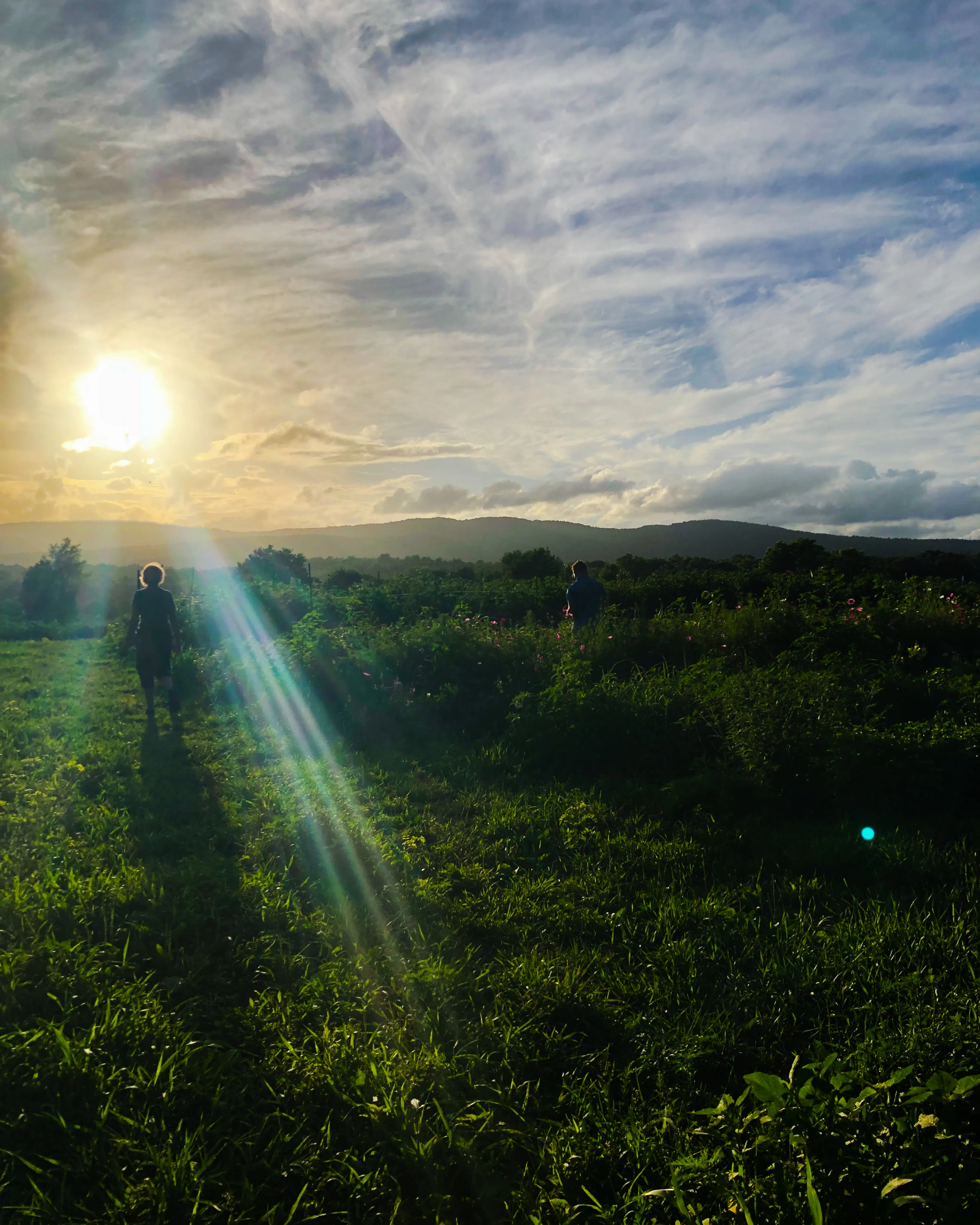 A person walks away from the camera in a sunny field