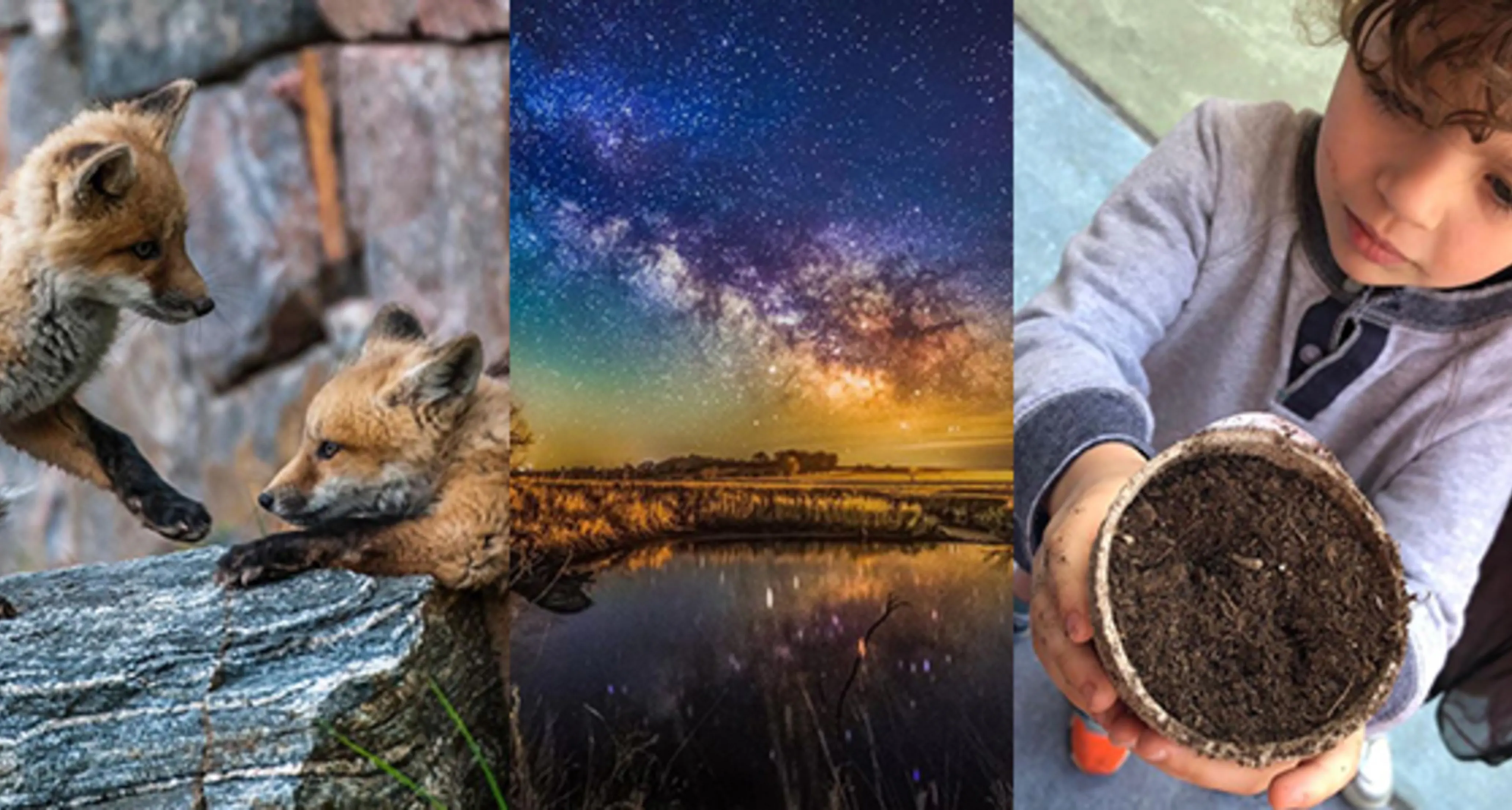 A collage including fox pups, a night sky, and a child holding a cup of dirt