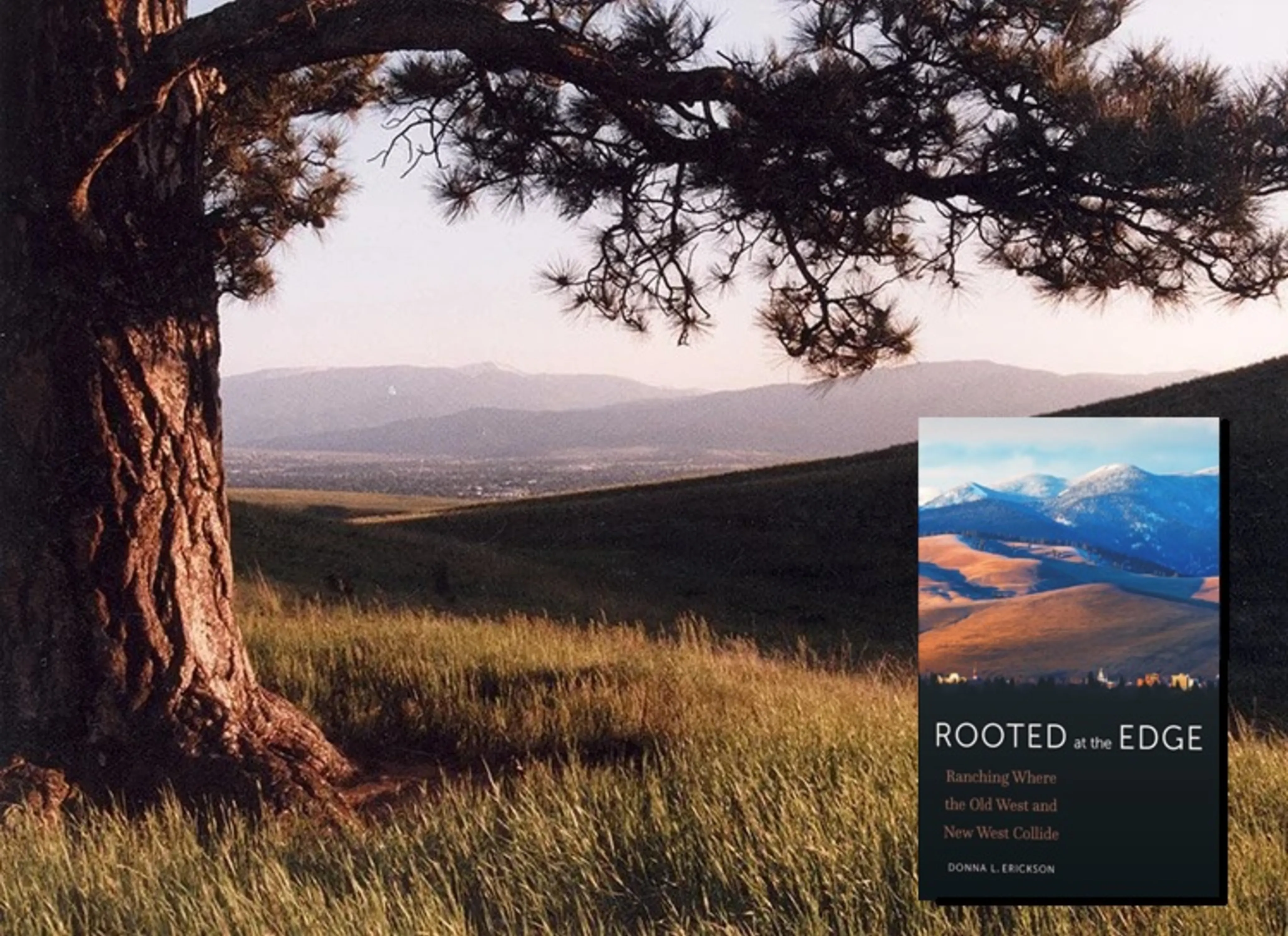 A tree on a grassy hillside overlooks distant mountains. Inset: Book cover titled "ROOTED at the EDGE" with mountain scenery.