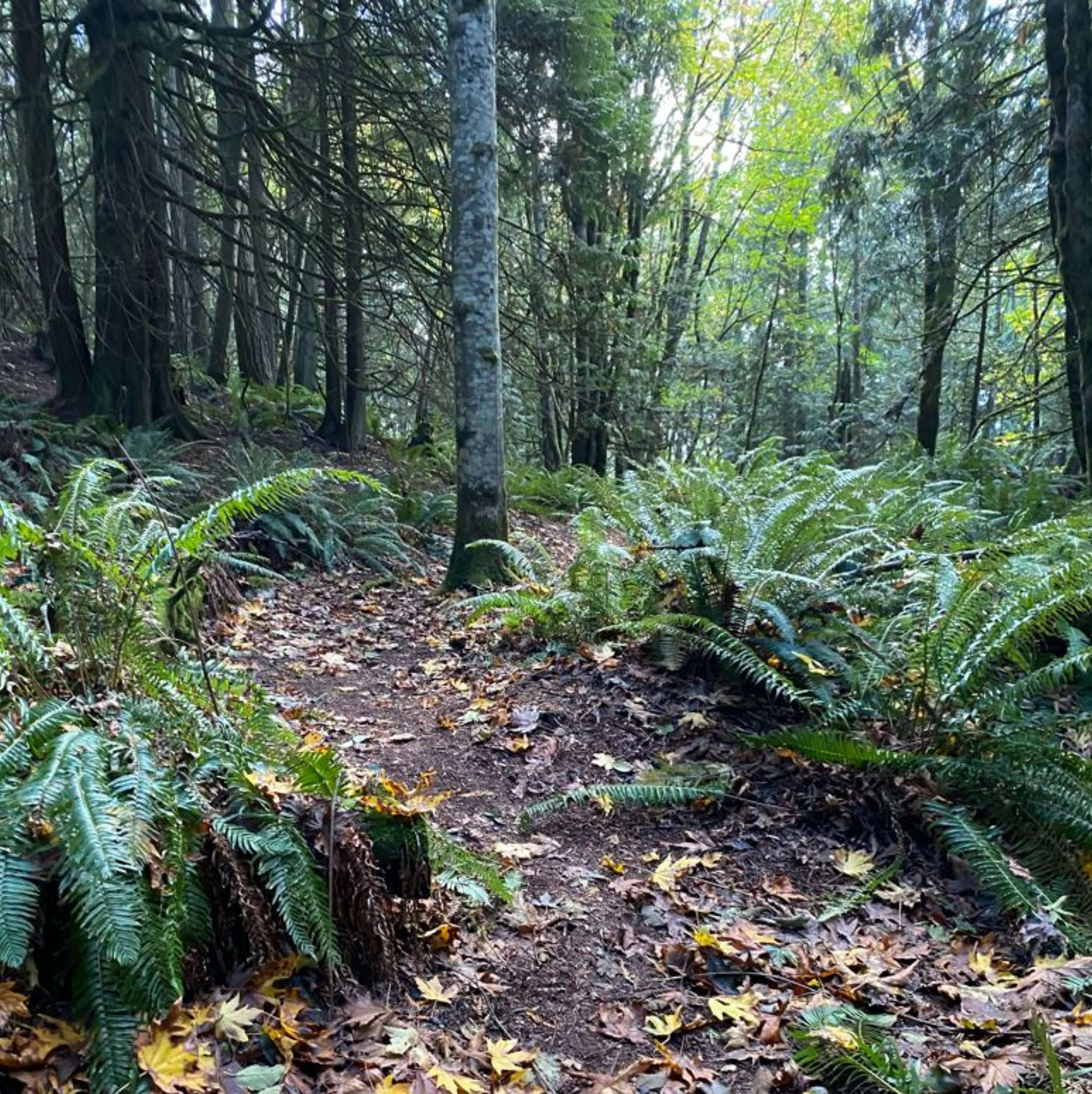 Forest path with ferns and trees, Valley View Forest in Washington