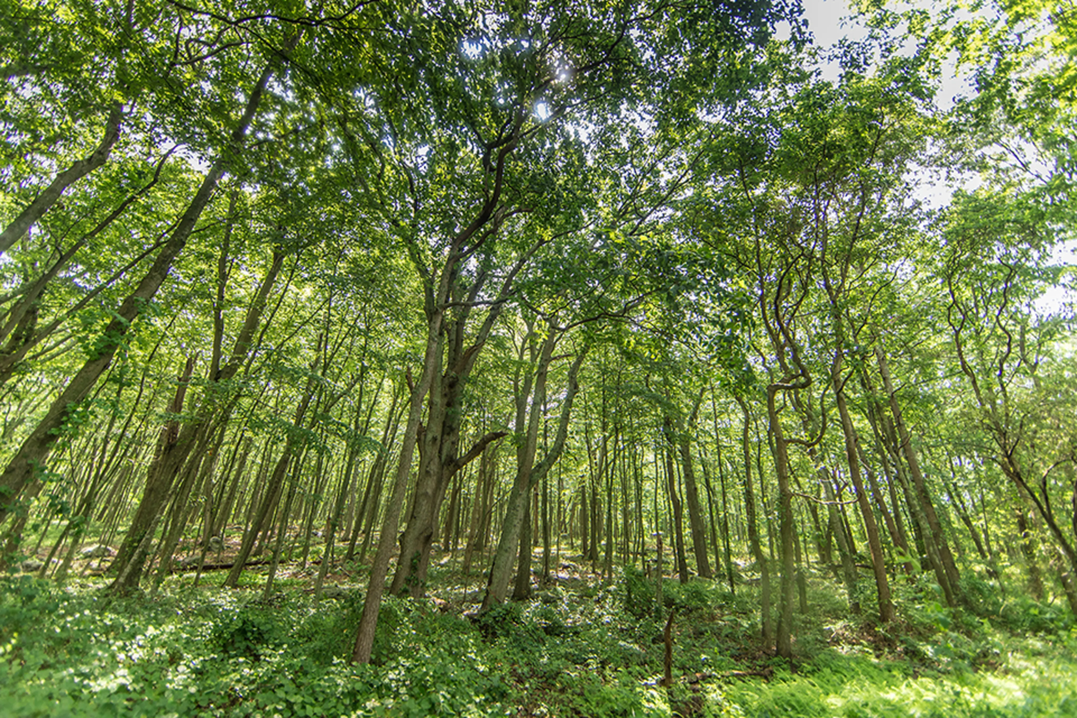 A photo from below of a forest