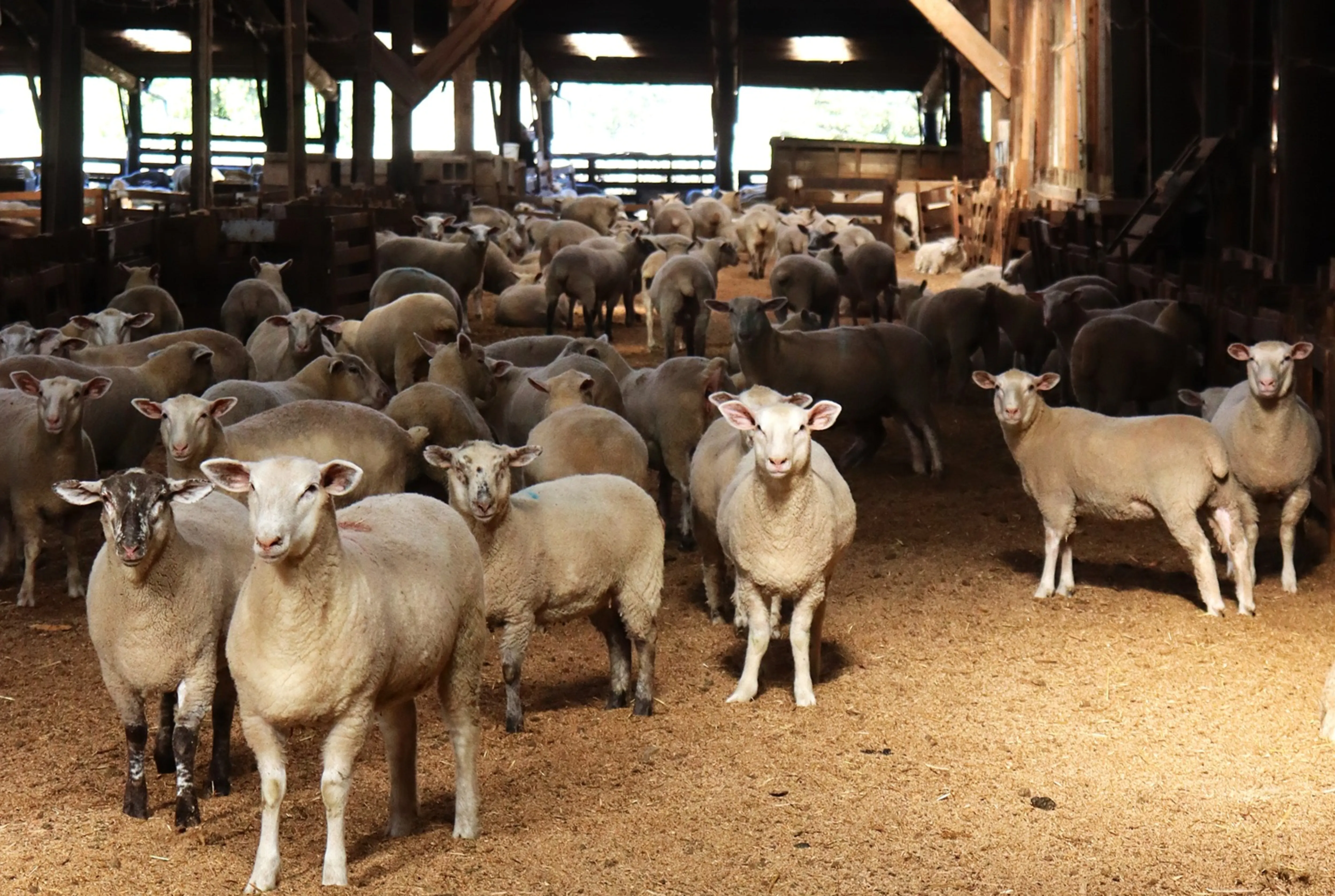 Sheep gathered inside a dimly lit barn filled with straw, with sunlight streaming through windows in the background.