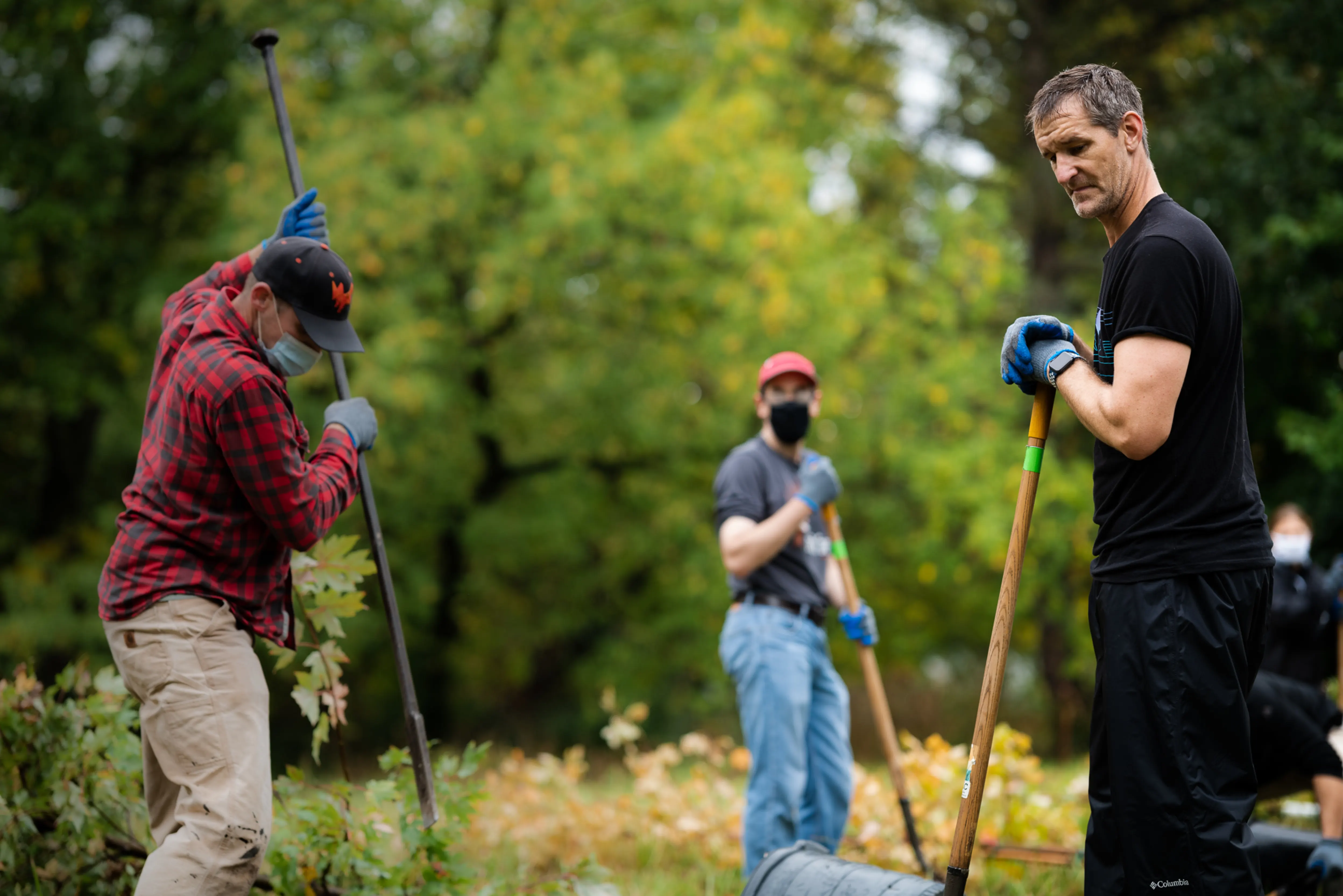 Three volunteers hold shovels and plant trees