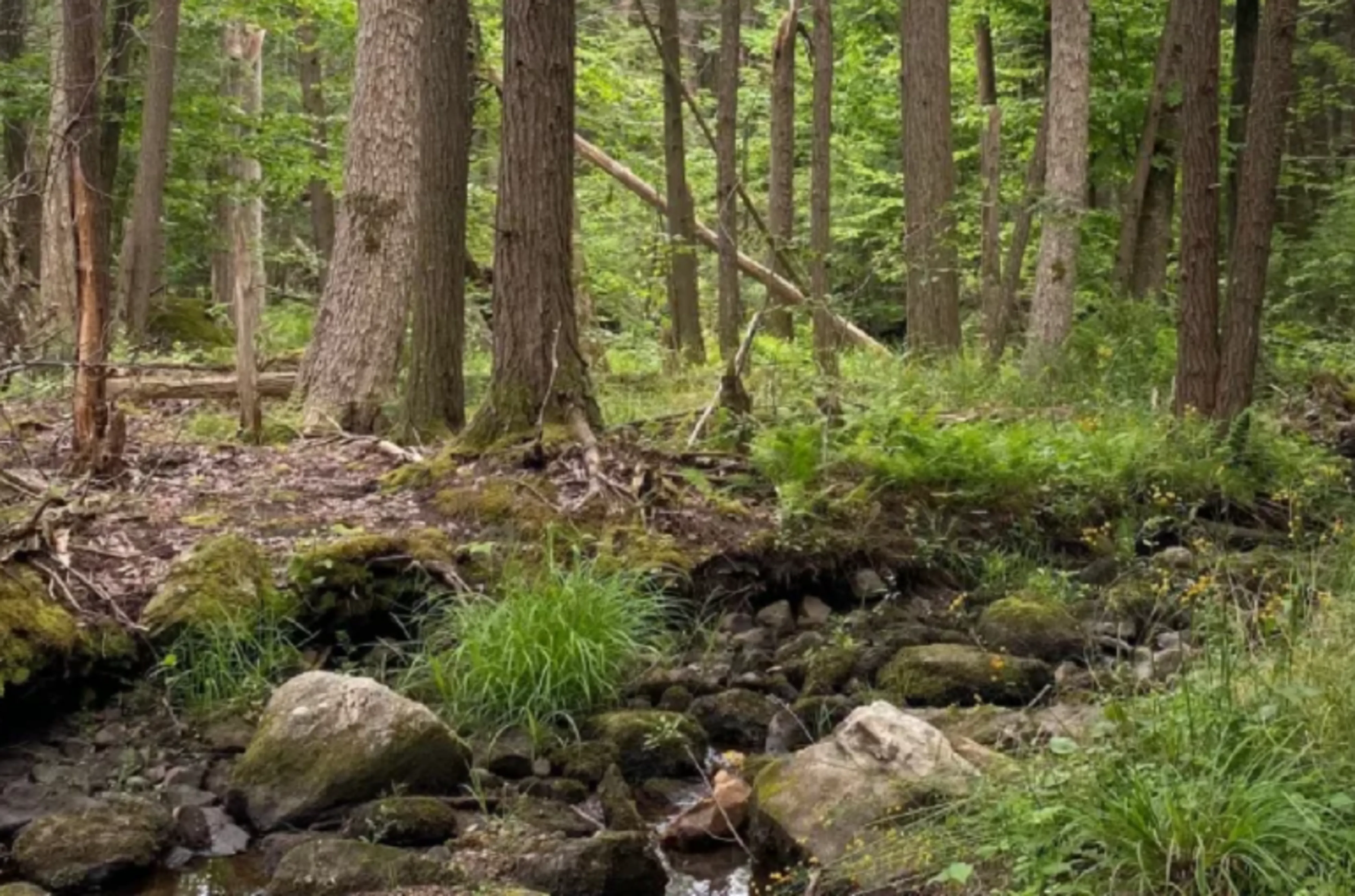 A serene forest scene with tall trees, lush green foliage, and a small stream flowing over moss-covered rocks.