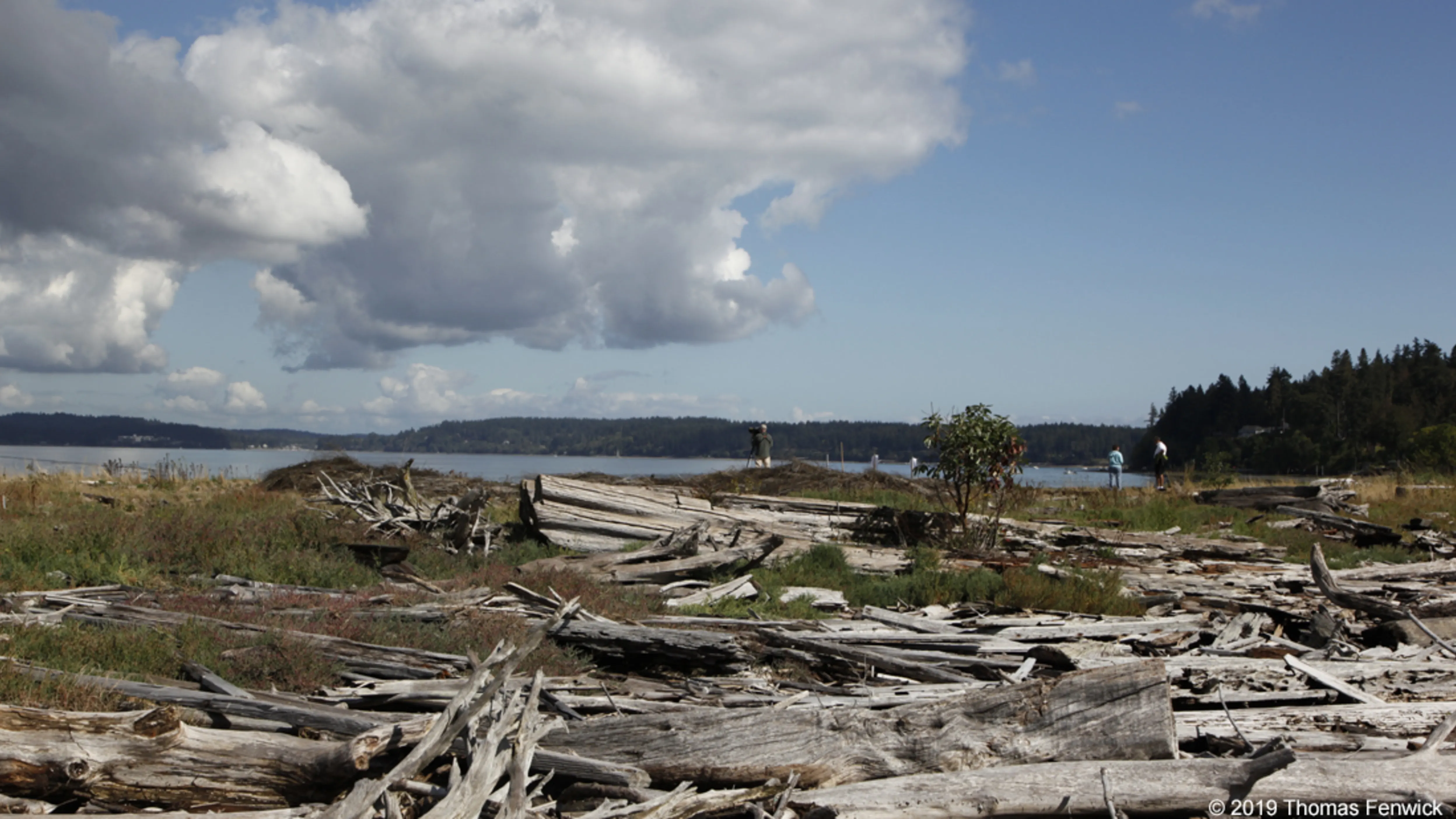 Large logs laying on grass surrounding water