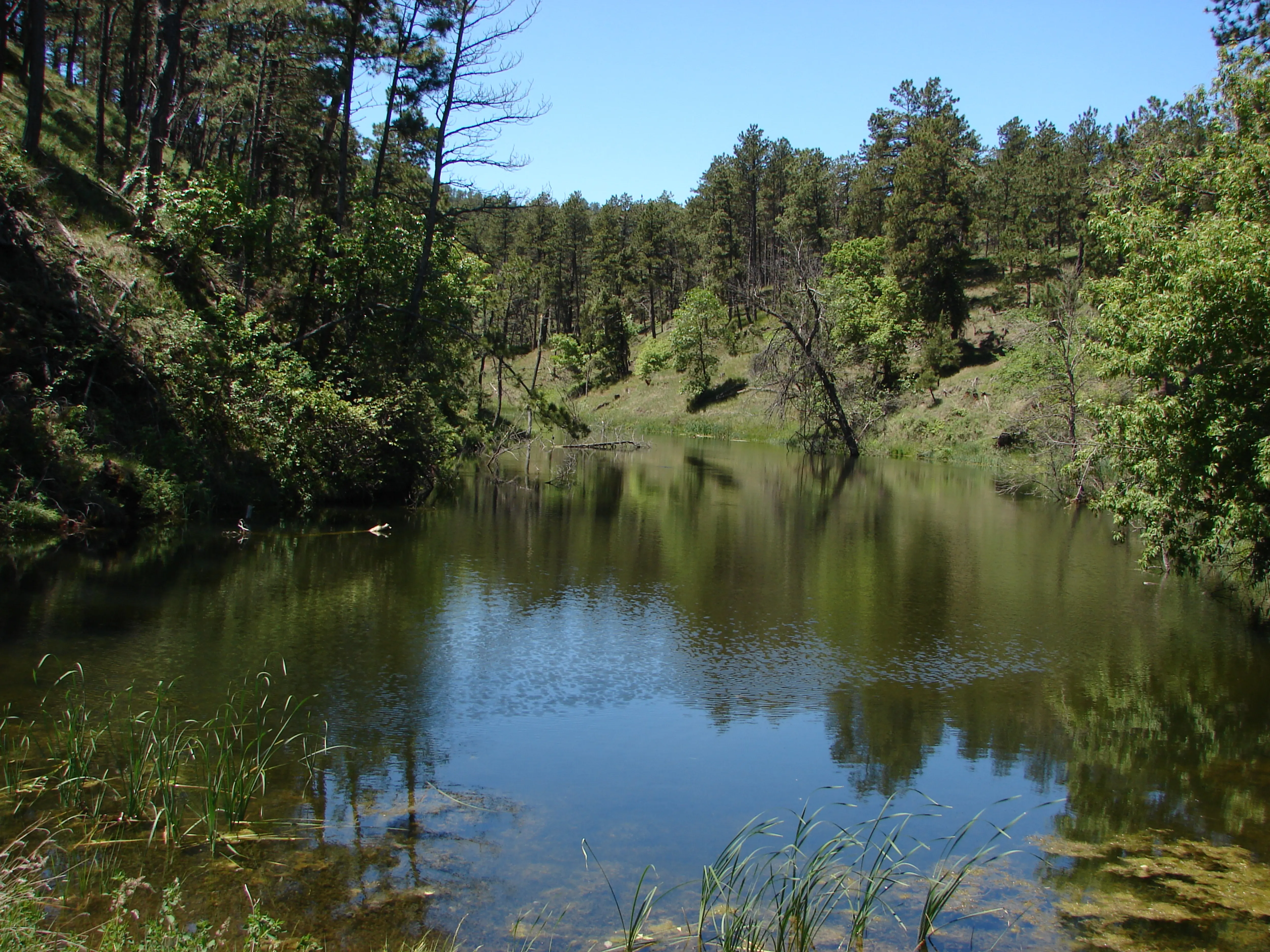 Green river surrounded by very green trees