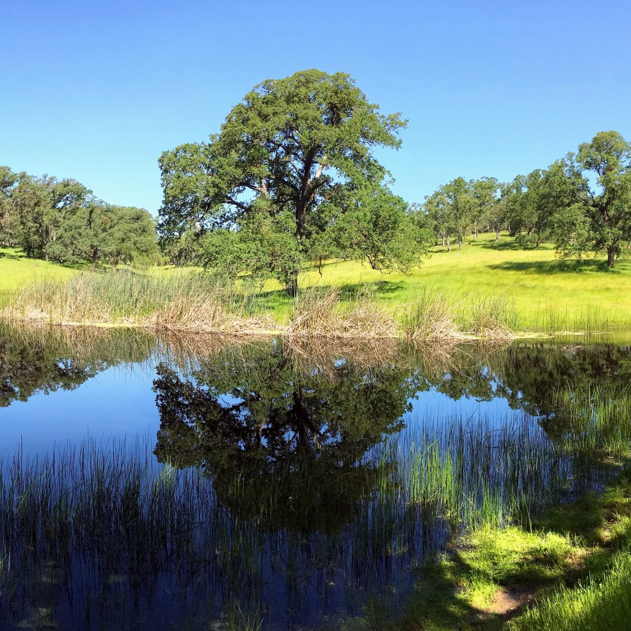 Sacramento Valley Conservancy