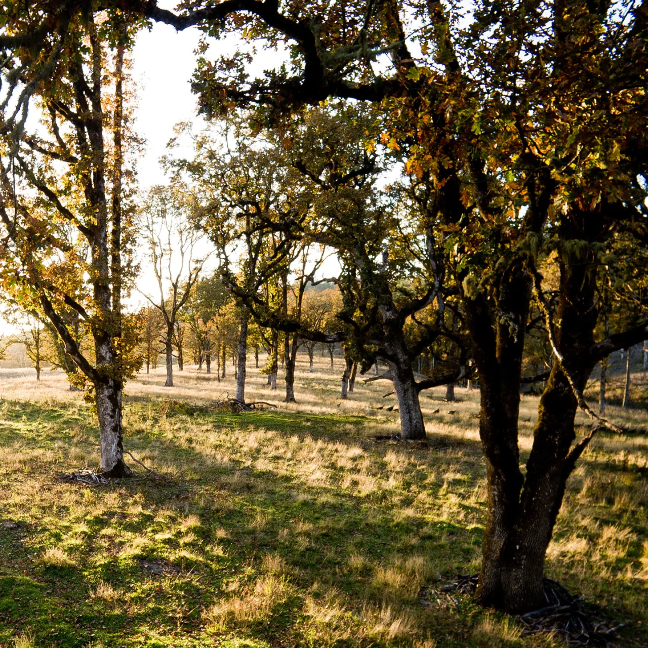 Greenbelt Land Trust