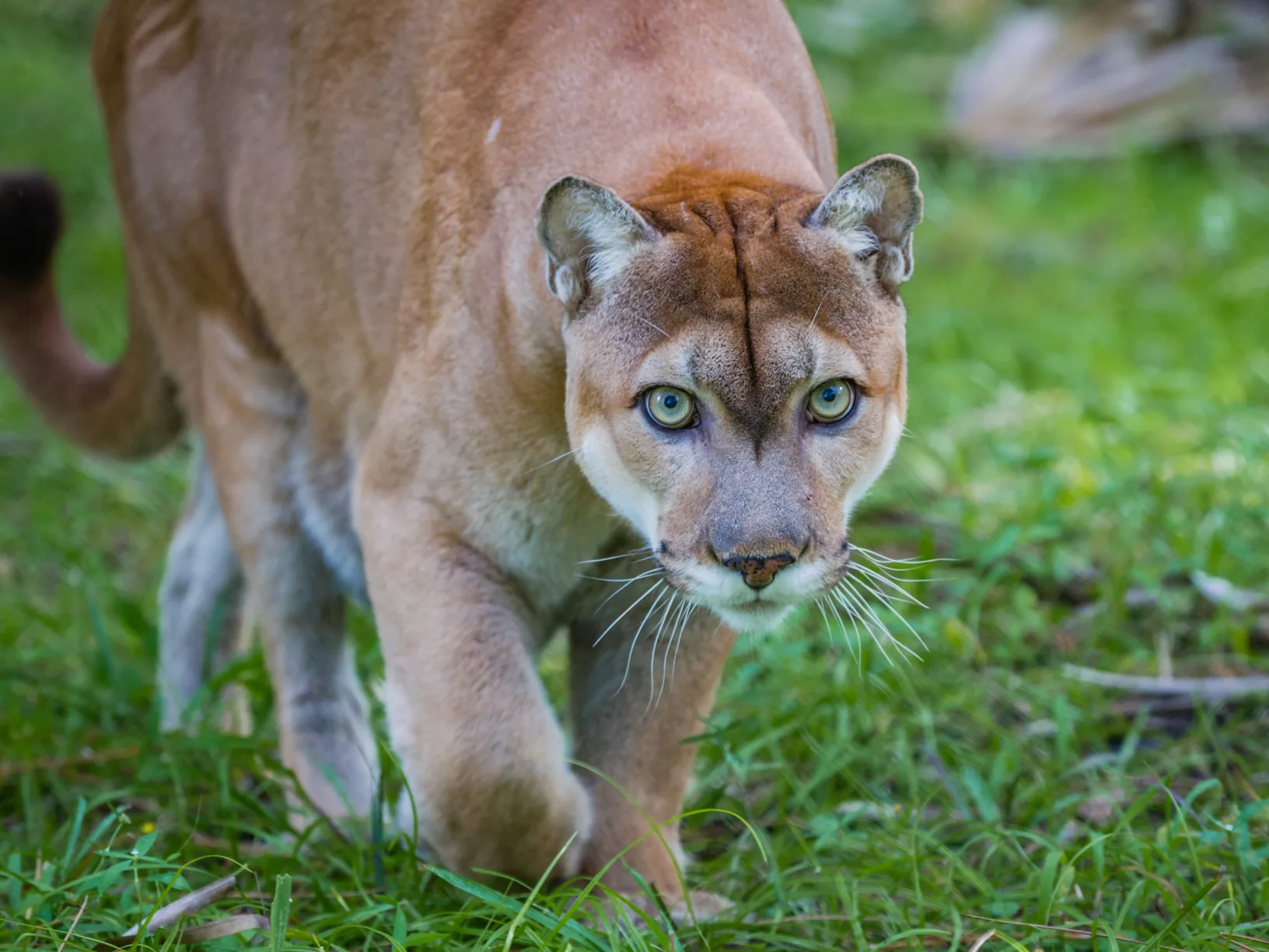 A Florida panther stares directly at the camera with one paw up off the ground