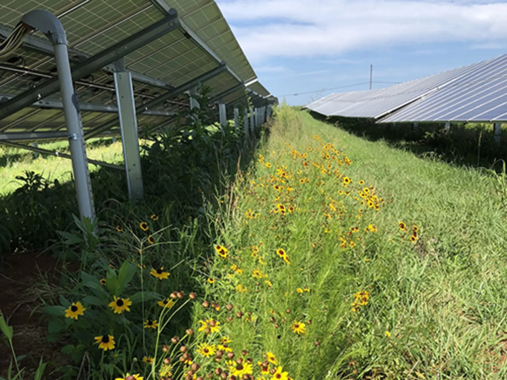 Solar panels in a field with flowers