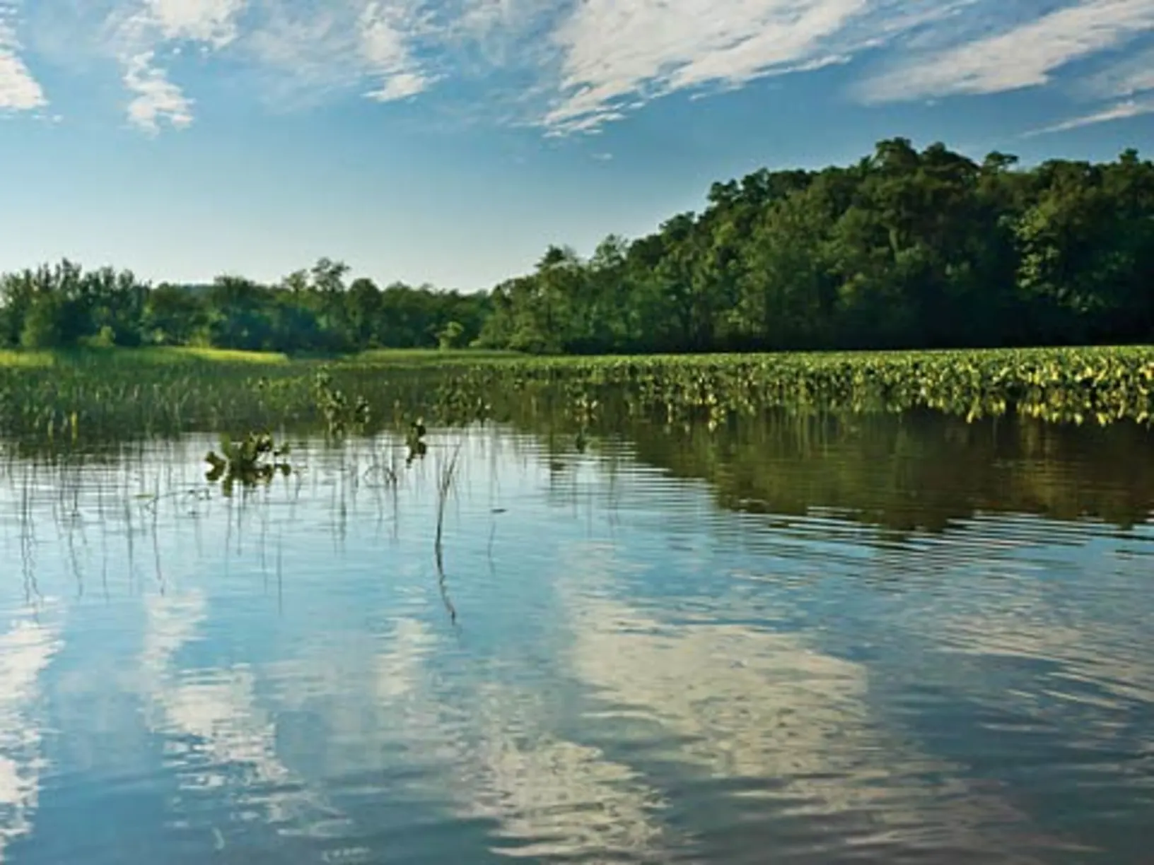 Water with lilypads on top, surrounded by trees