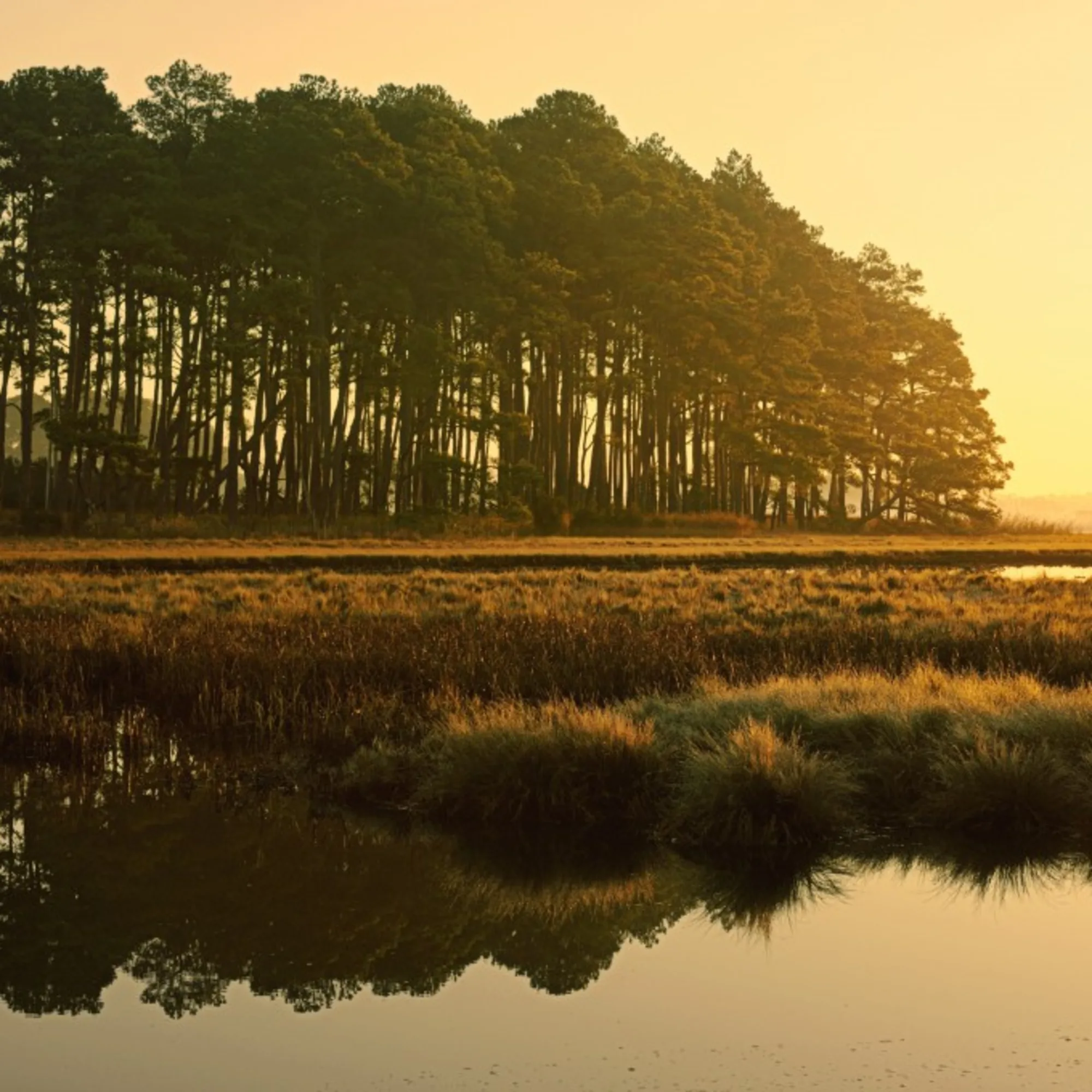 Trees surrounding a body of water that has bushes and shrubs in it, with a yellow light around it.