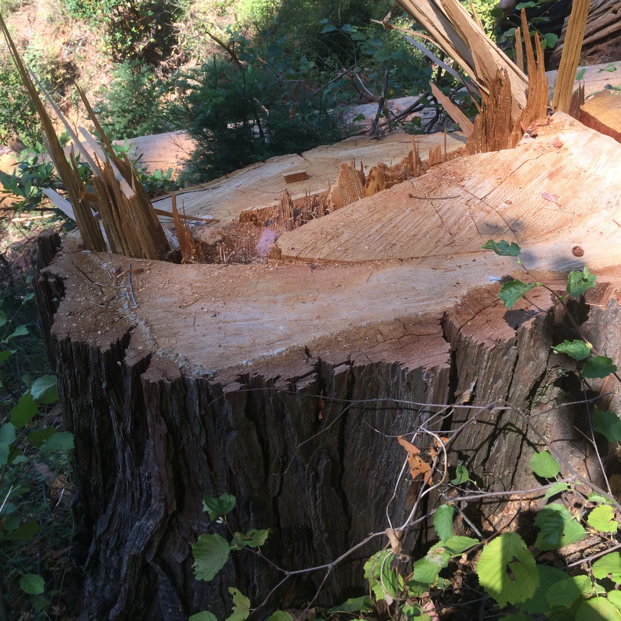 A tree stump that has splintered wood coming out of it, surrounded by grasses and a person in uniform sitting with their back to it.