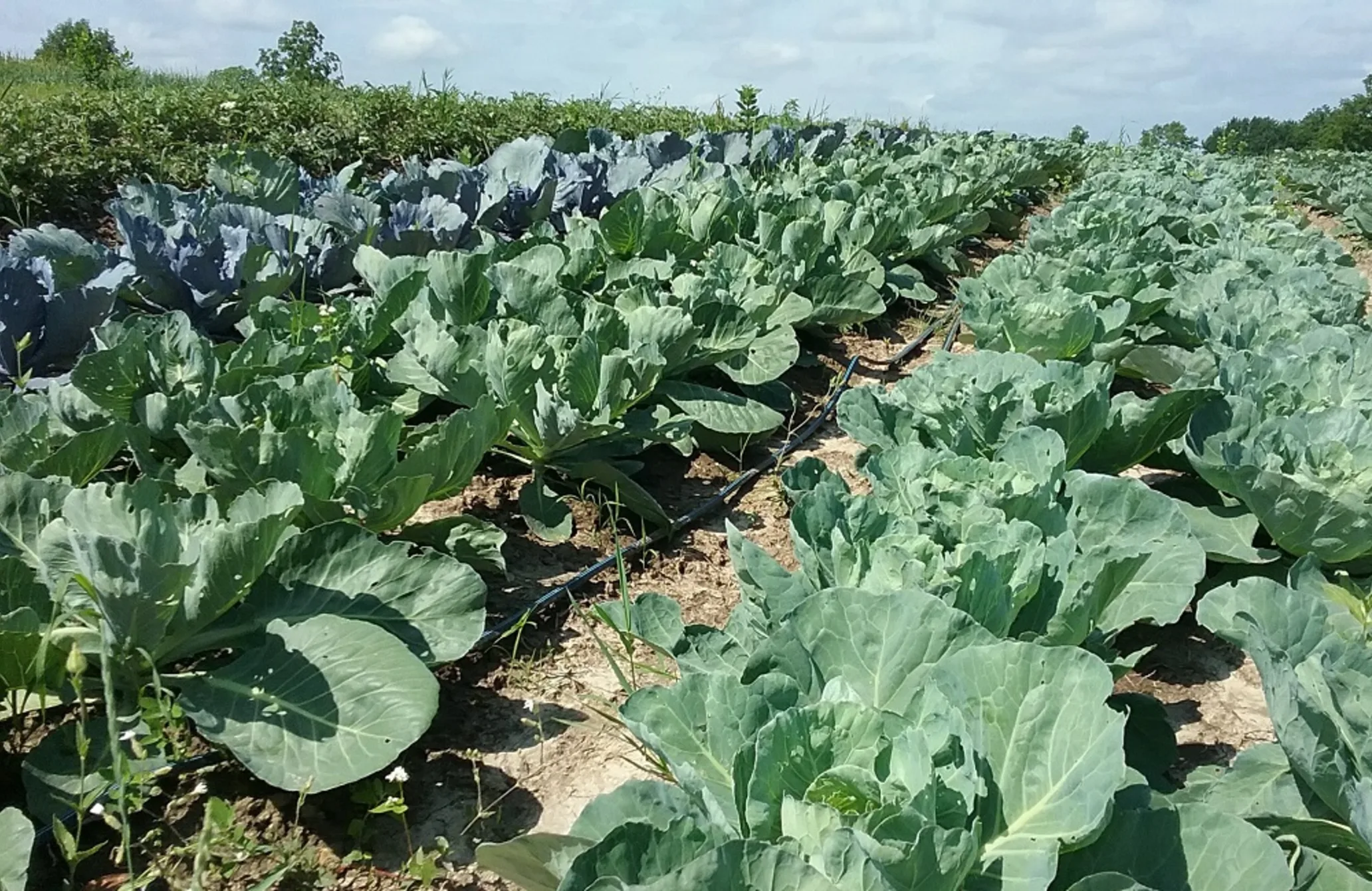 Rows of plants growing in a farm field