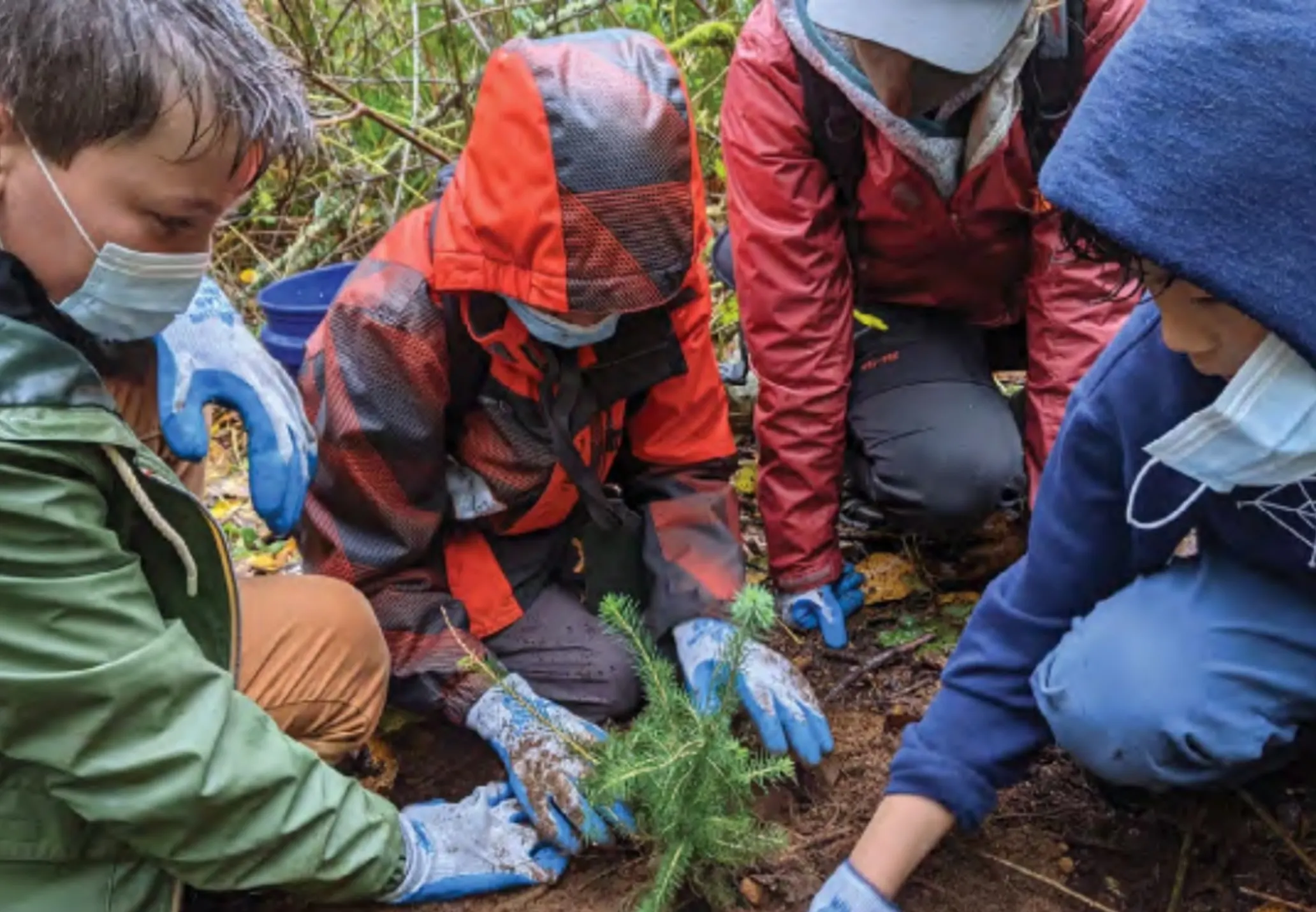 Young students crouch around a small pine sapling that they have just planted, patting the dirt around it flat.