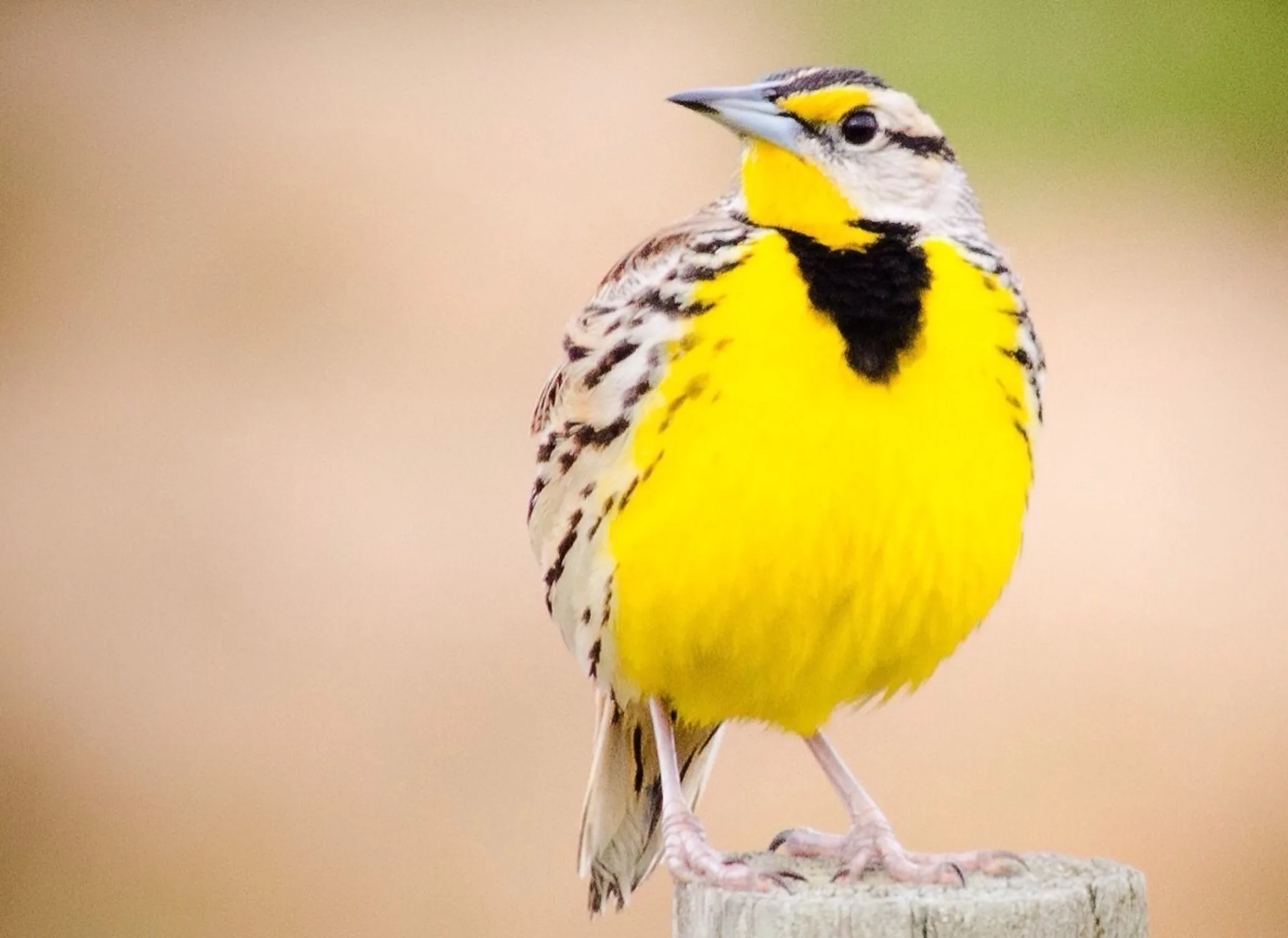 A small tan bird with black markings on its wings and with a chest of bright yellow feathers with a black spot below the head stands on a small wooden pole.