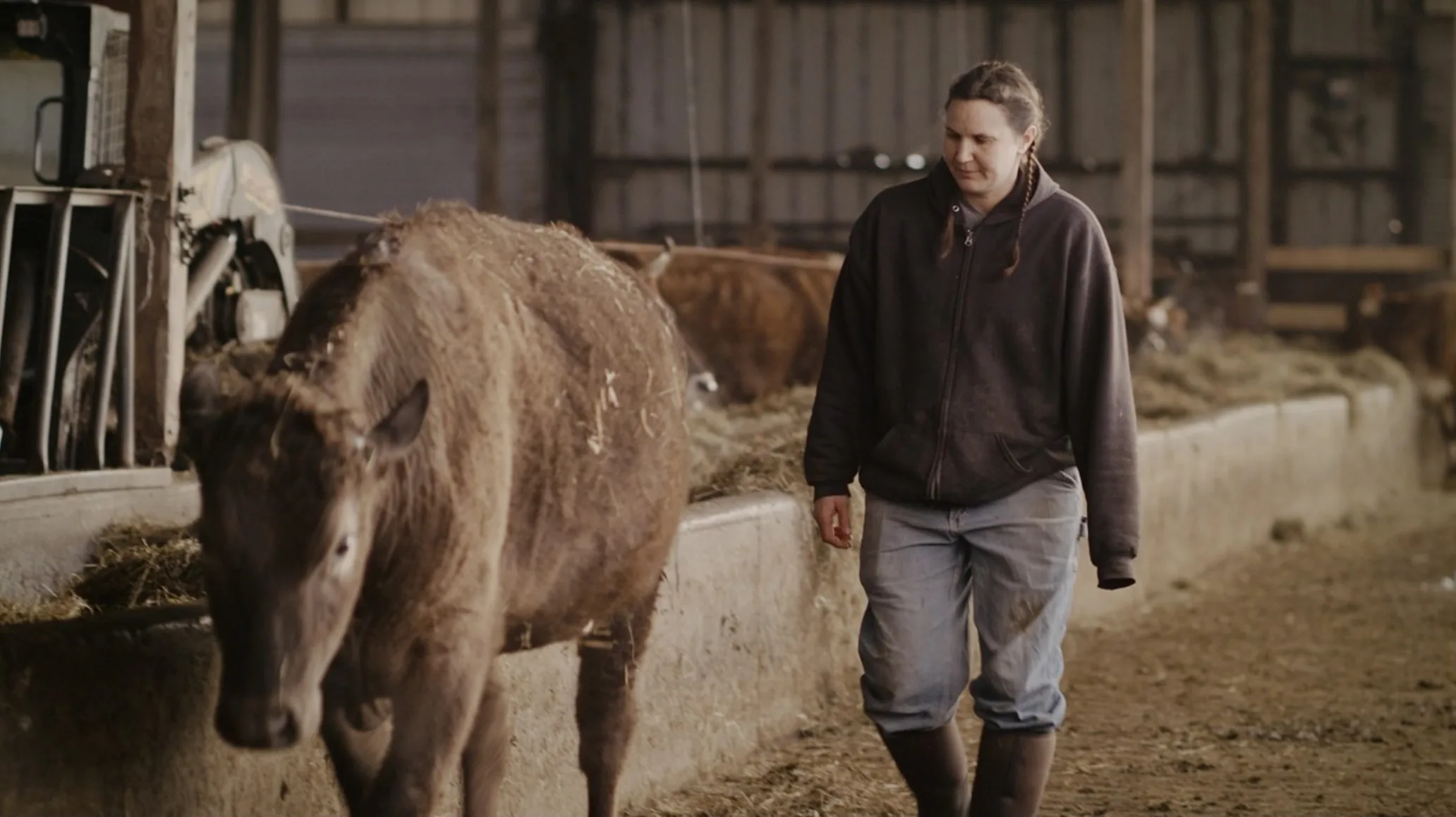 A woman walks beside a female cow inside a barn.