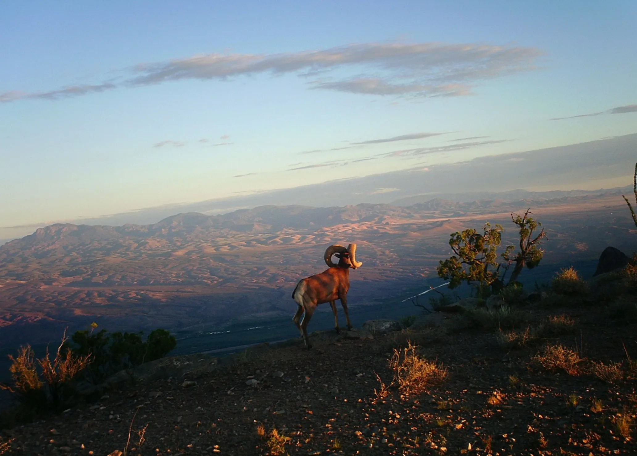 A bighorn sheep atop a mountain looking across a valley as the sun rises behind it.