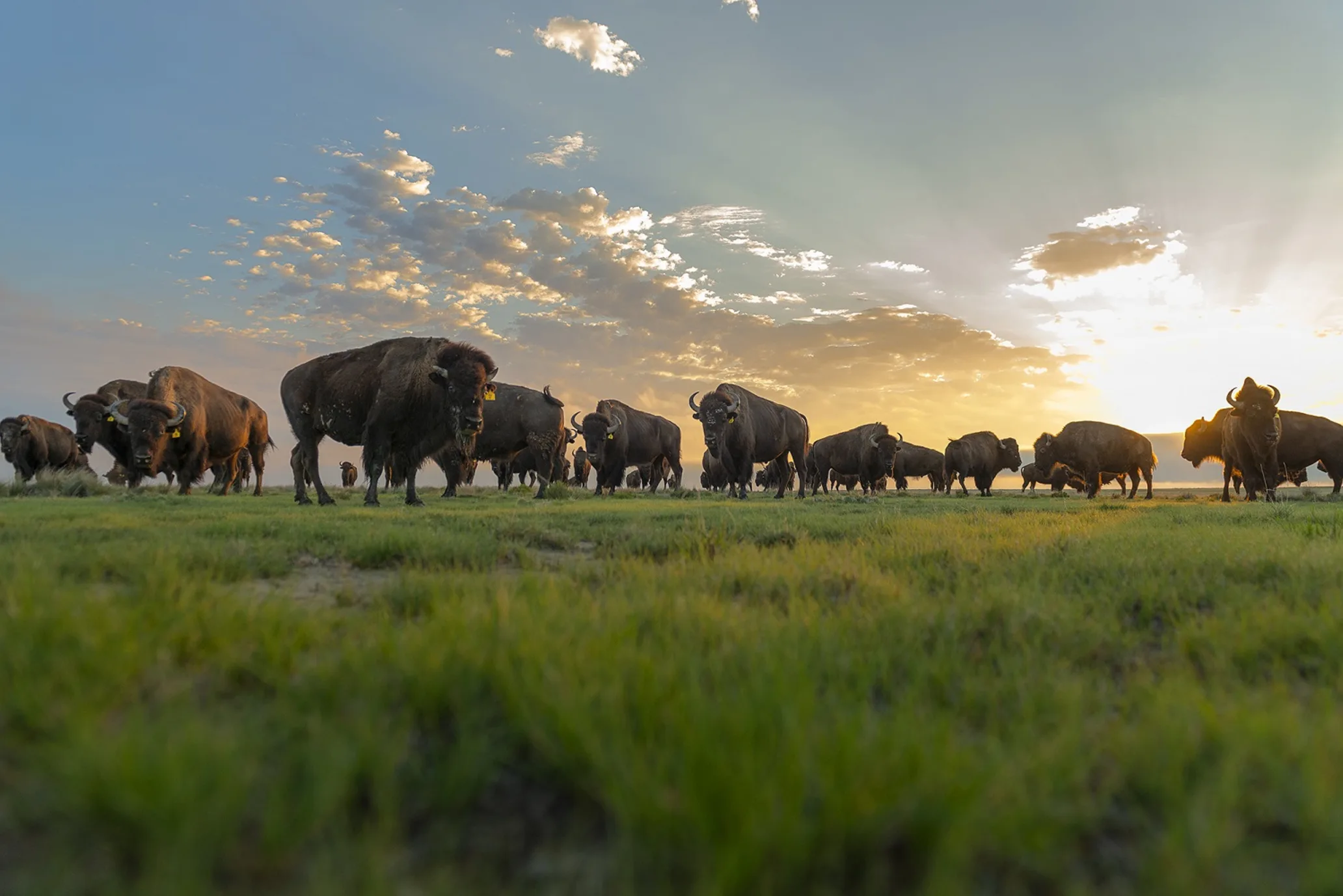 American bison on a grassland with the sun rising in the background.