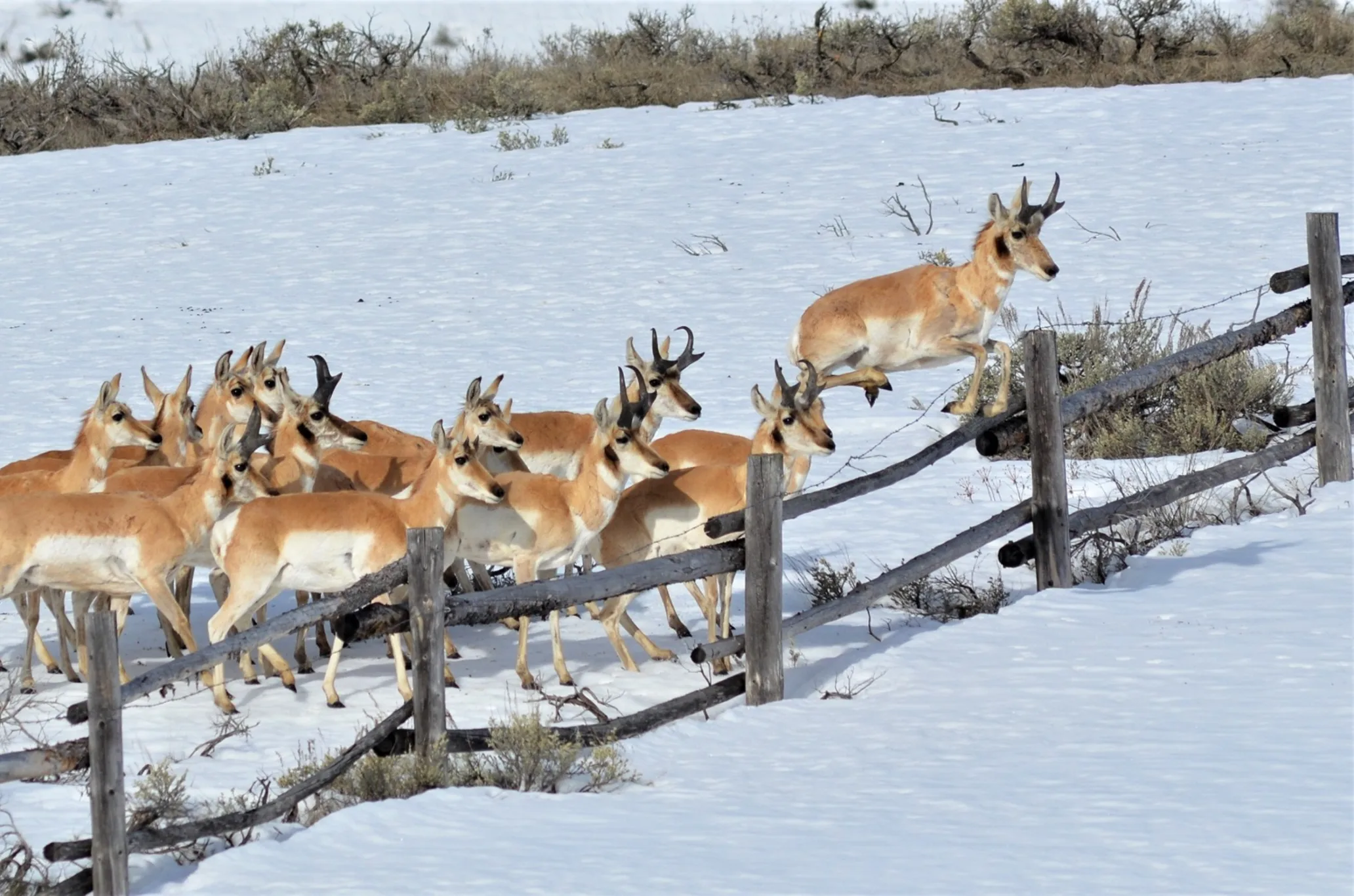 Private land supports Yellowstone wildlife Land Trust Alliance