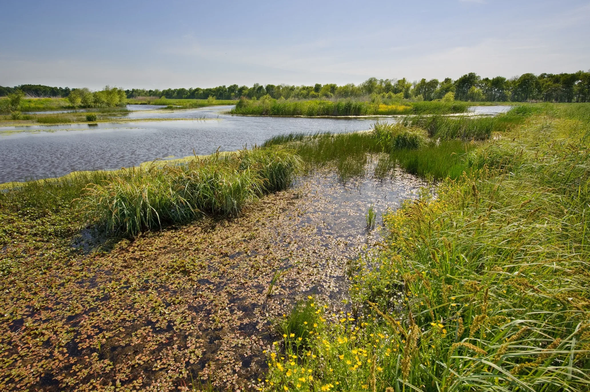 A green marshy wetland with a body of water in the background.