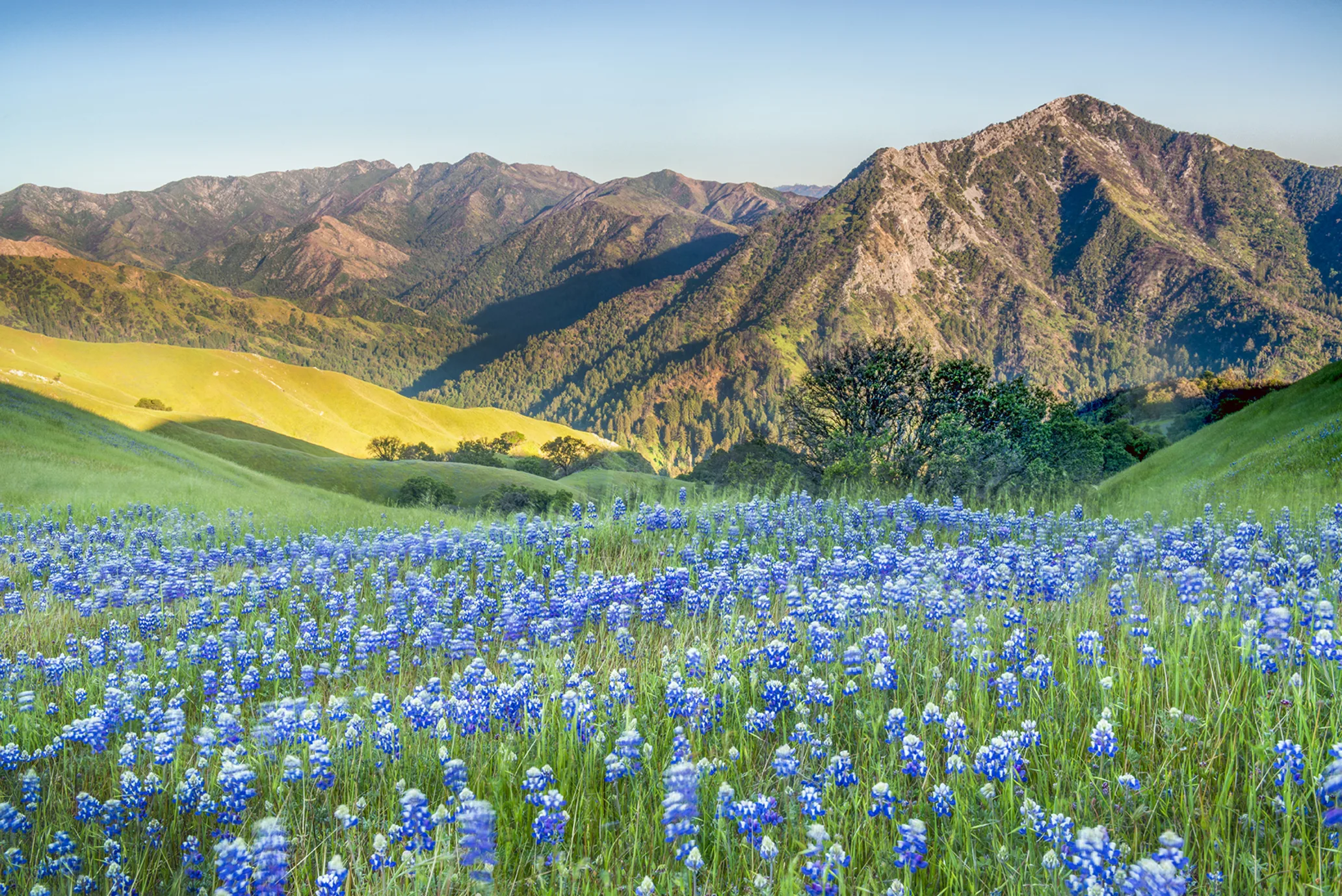 Blue flowers bloom in front of a mountain landscape