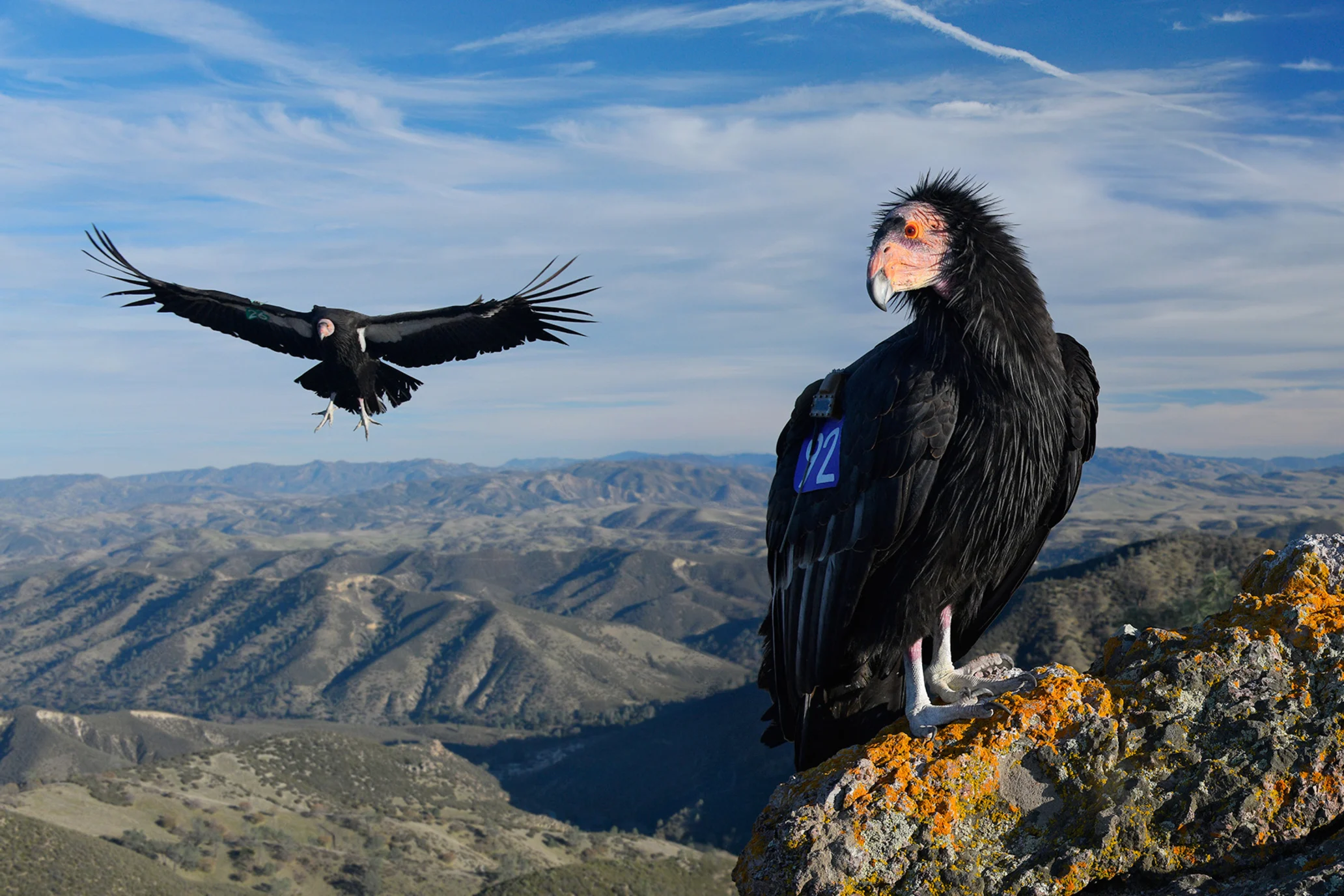 California condors return to Mount Diablo Land Trust Alliance