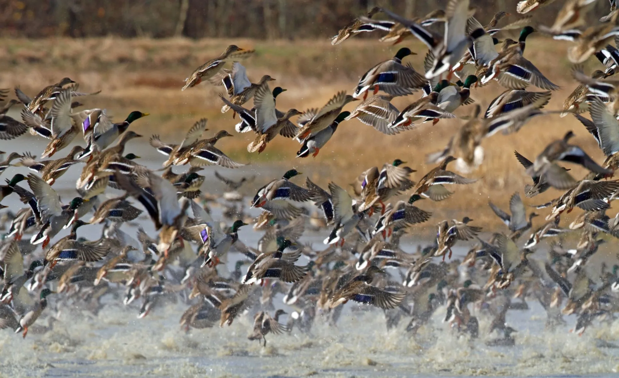 A flock of ducks takes off in unison from a body of water.