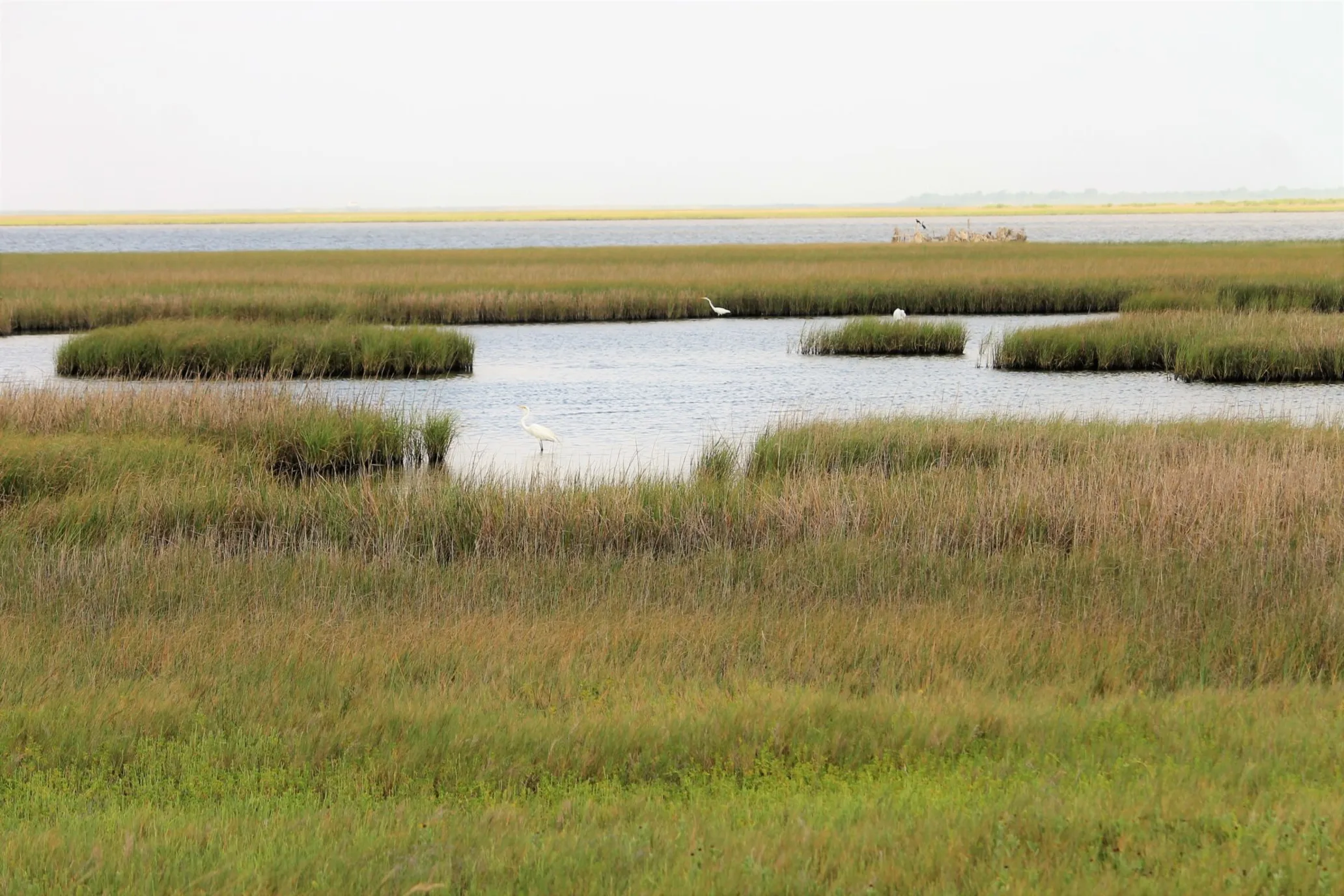 Coastal wetlands with birds and grasses