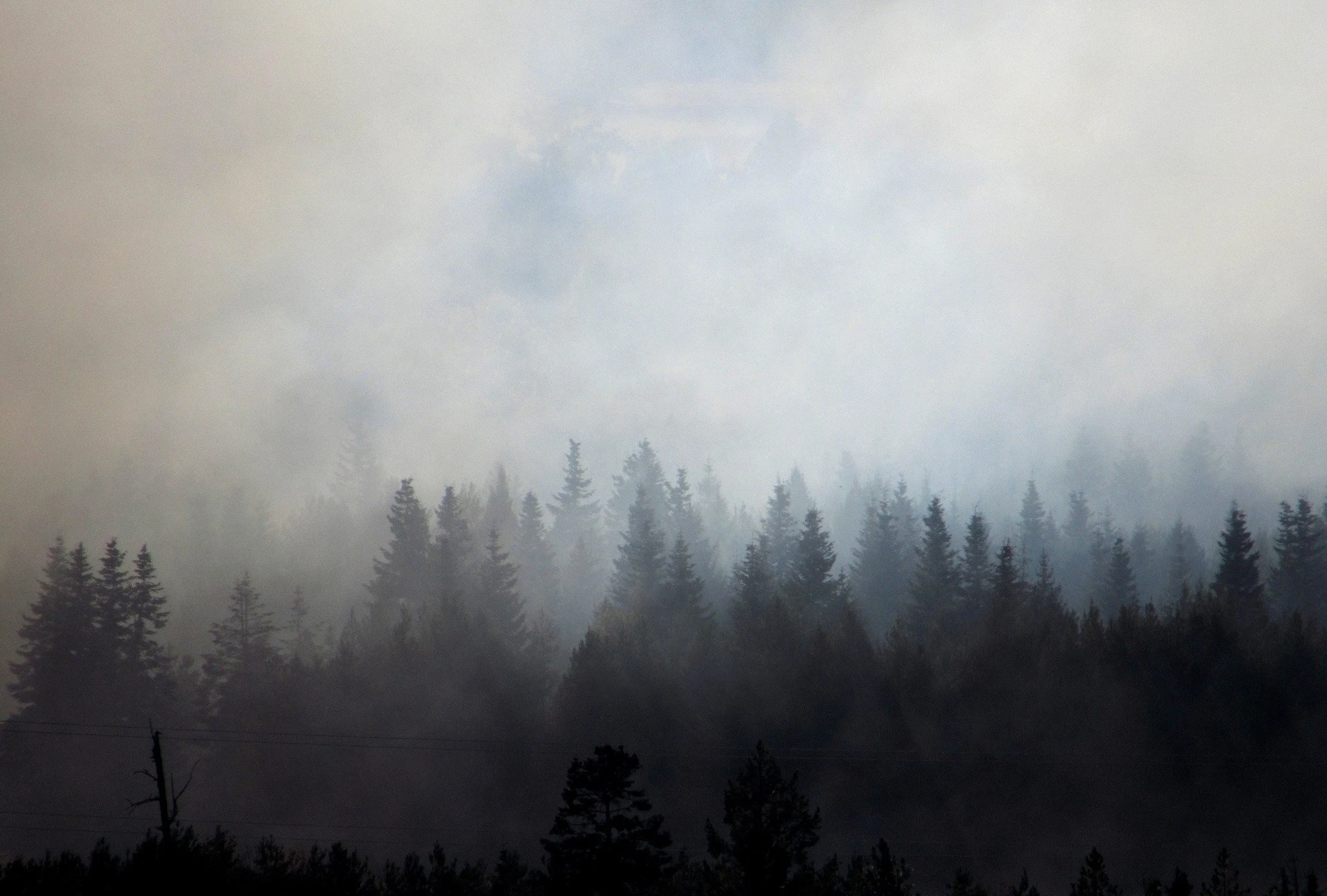 A forest covered by a fog of smoke