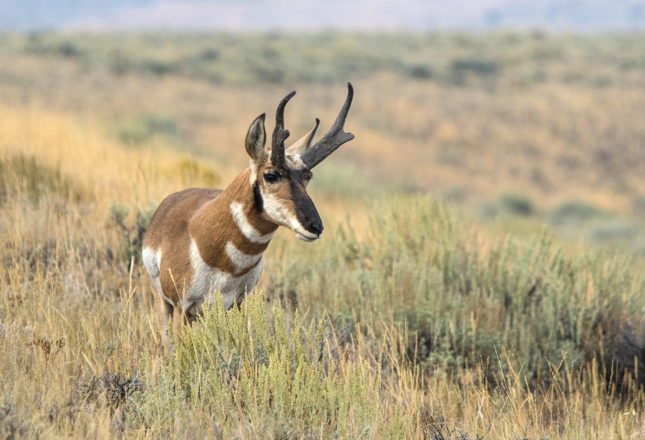 A pronghorn stands alert in a field of sagebrush.