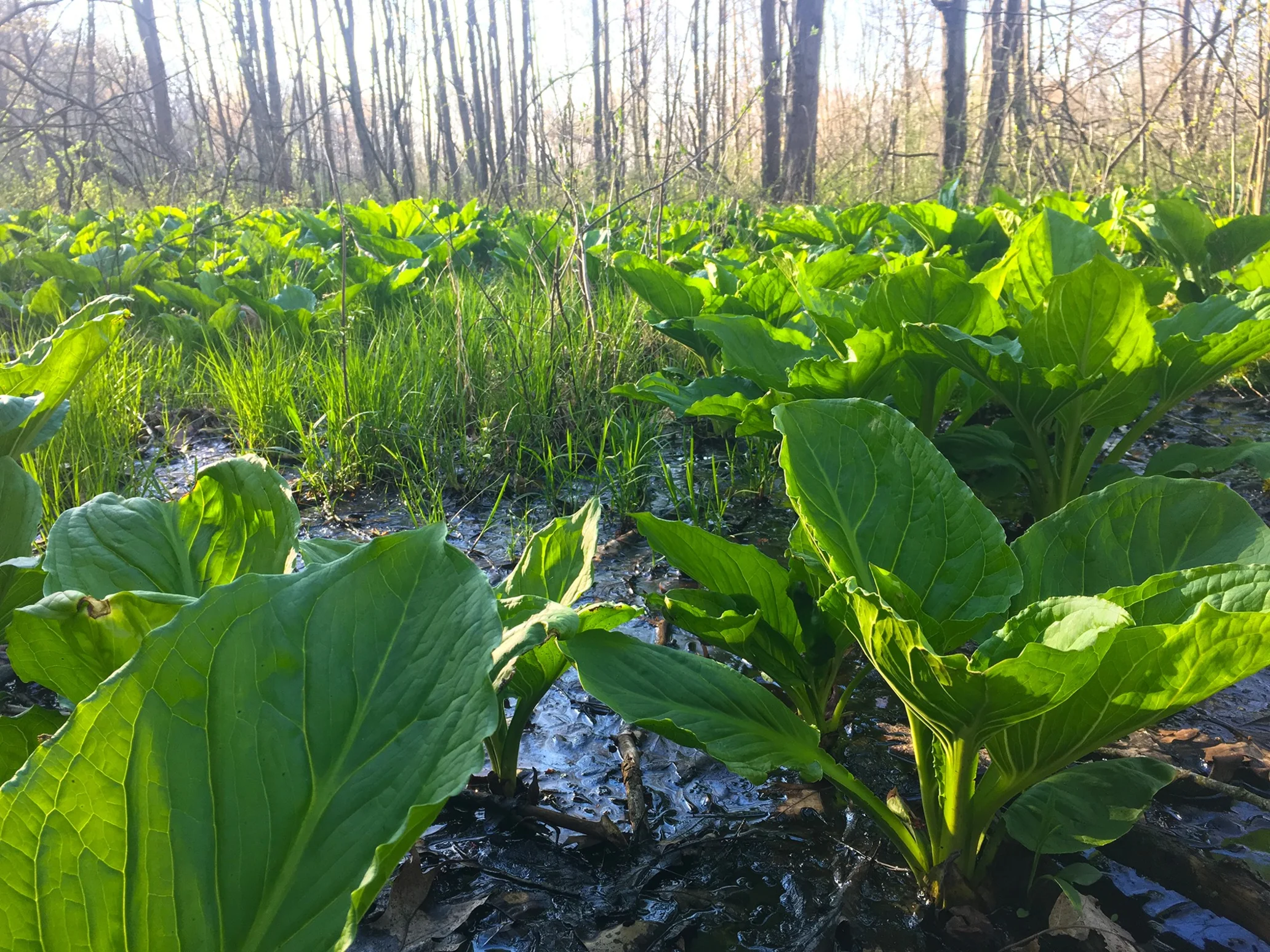 Plants growing out of wet ground