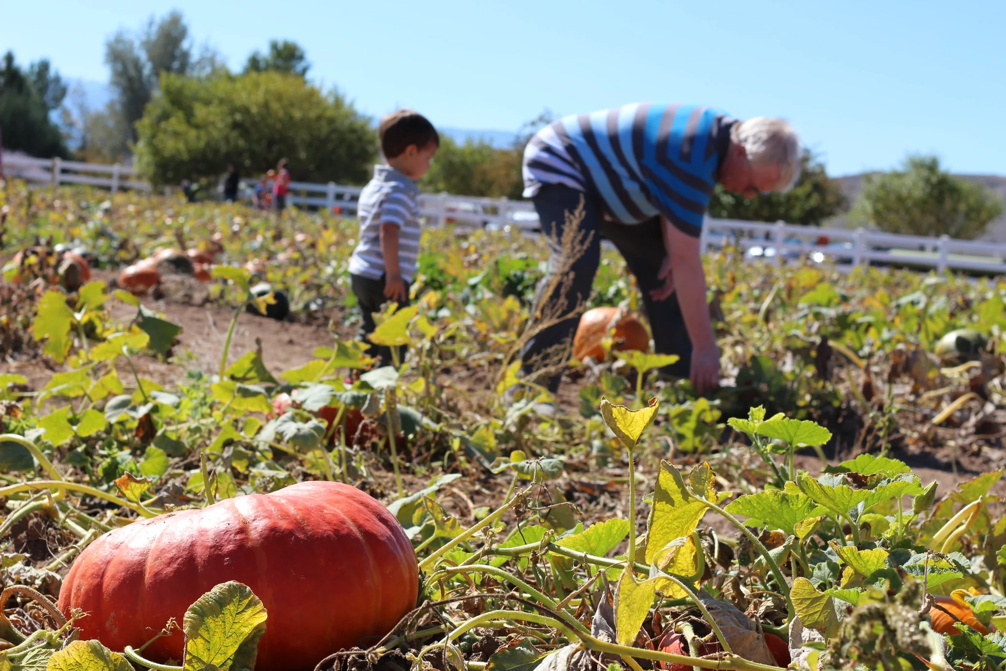 The sun shines on a boy and his grandpa picking pumpkins in a pumpkin patch, with a bright orange pumpkin in the foreground.