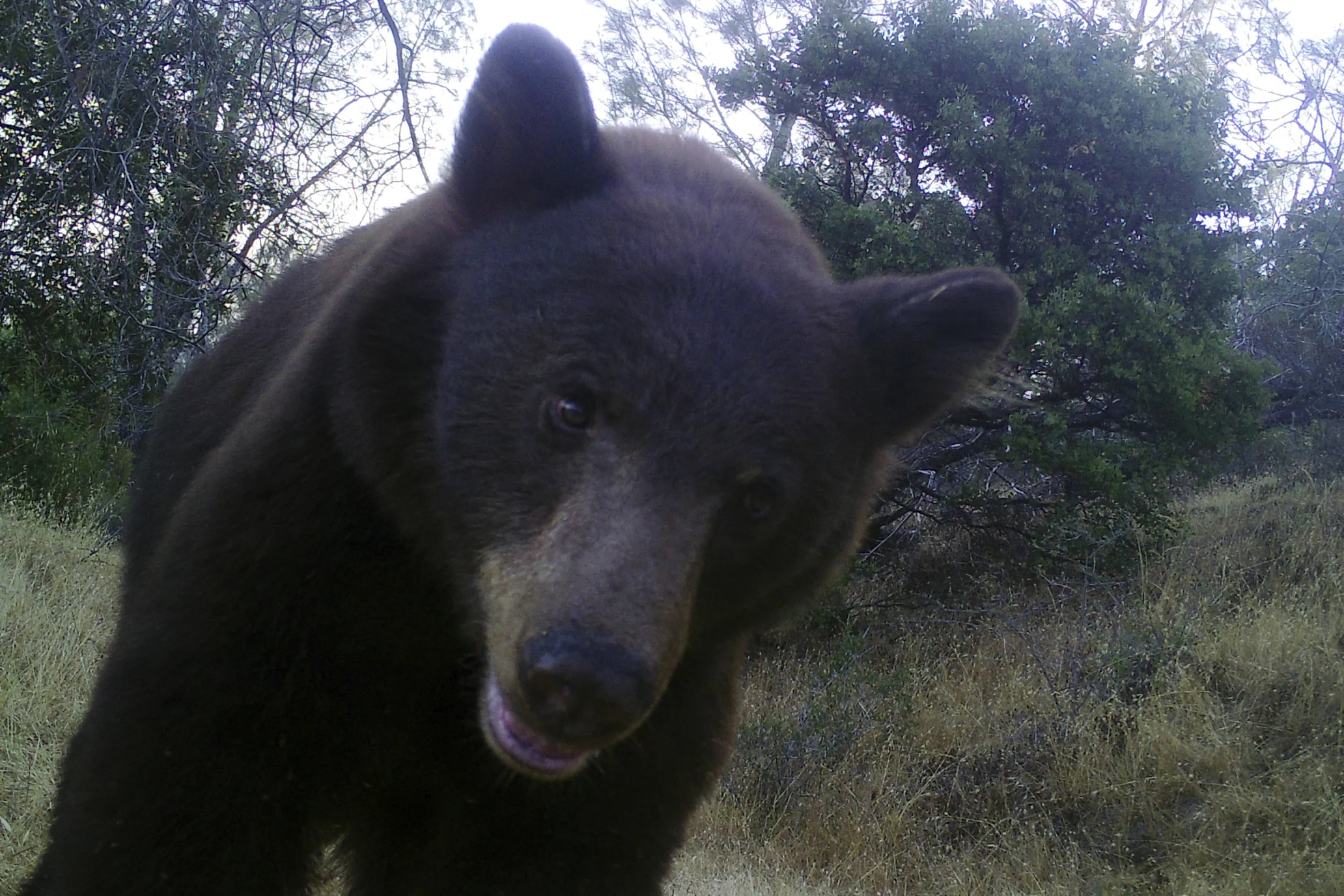 A bear looks into the camera