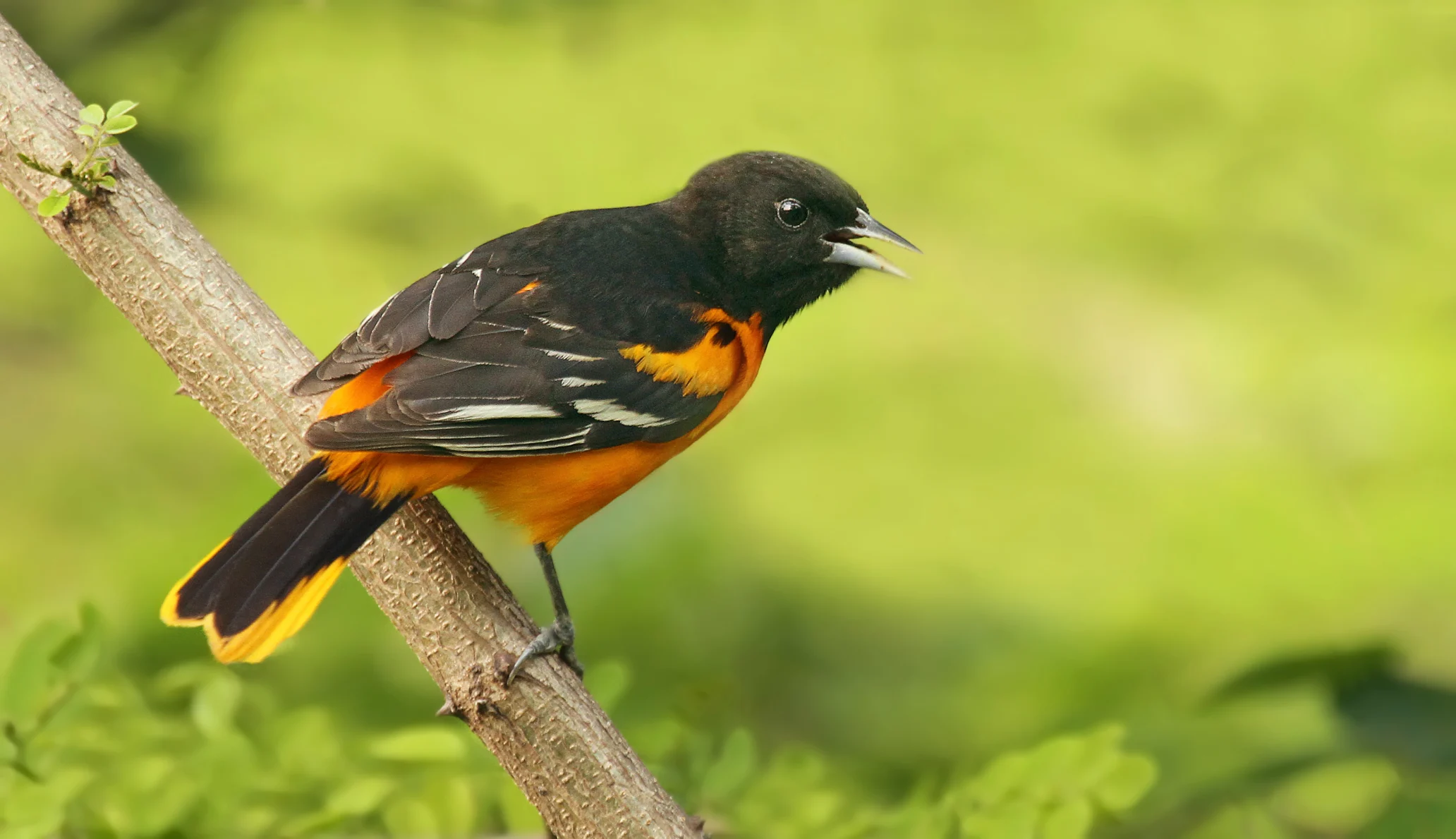 A Baltimore oriole sits on a branch