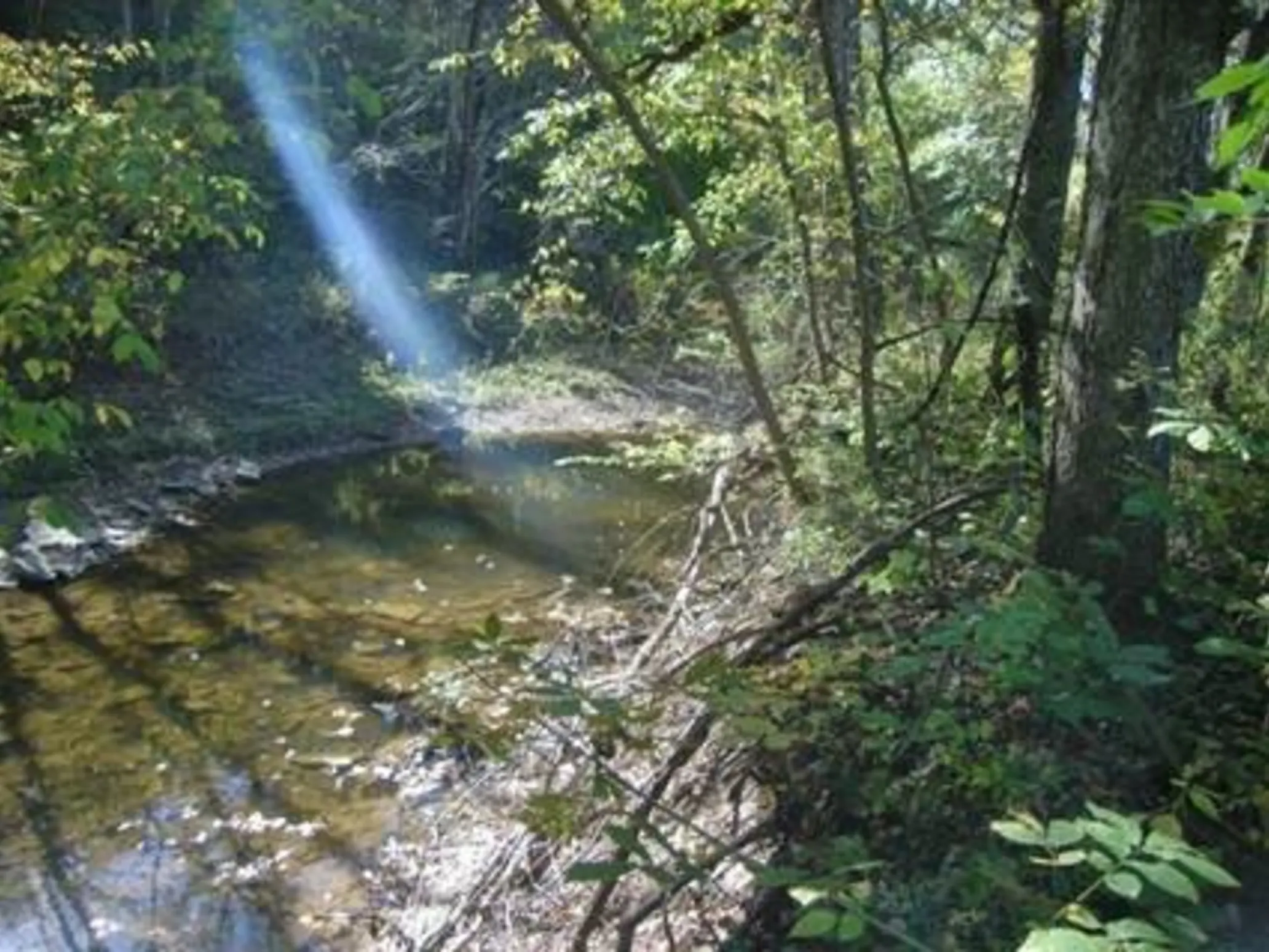 A stream in a forest