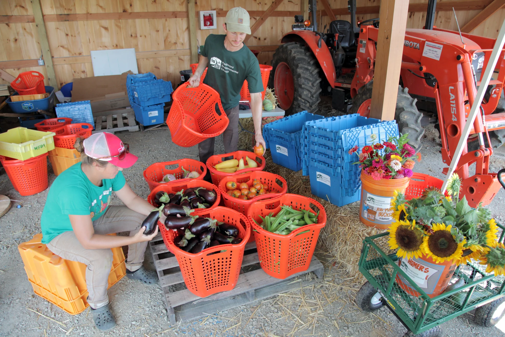 Two volunteers sort vegetables at a farm