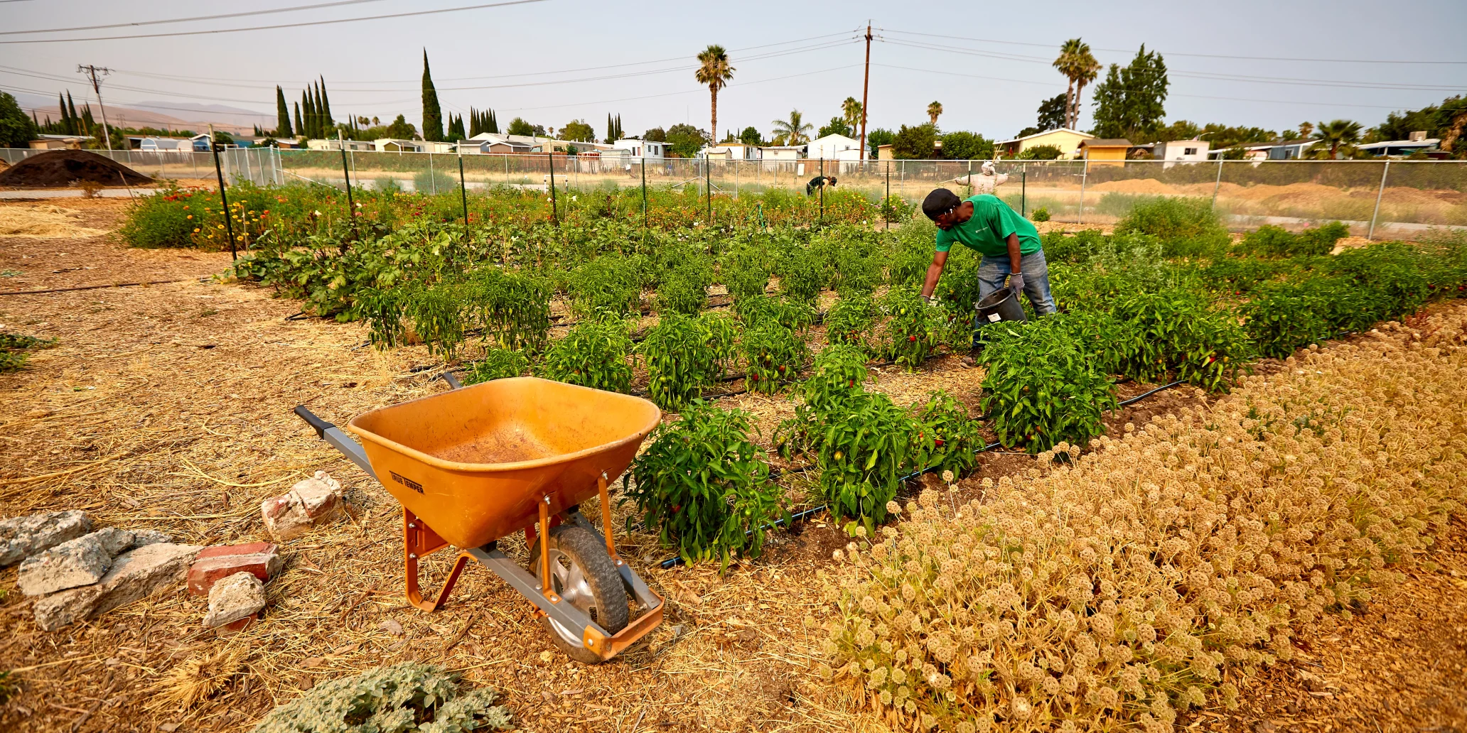 A garden surrounded by houses with a man picking off of the plants