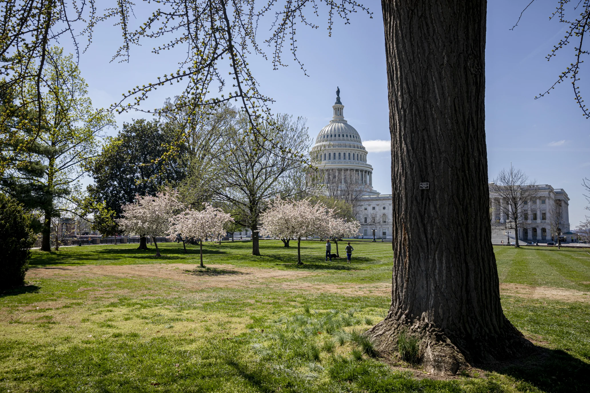 United States Capitol building with cherry trees in front