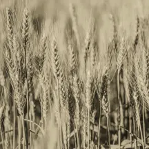 Avalonia Land Conservancy